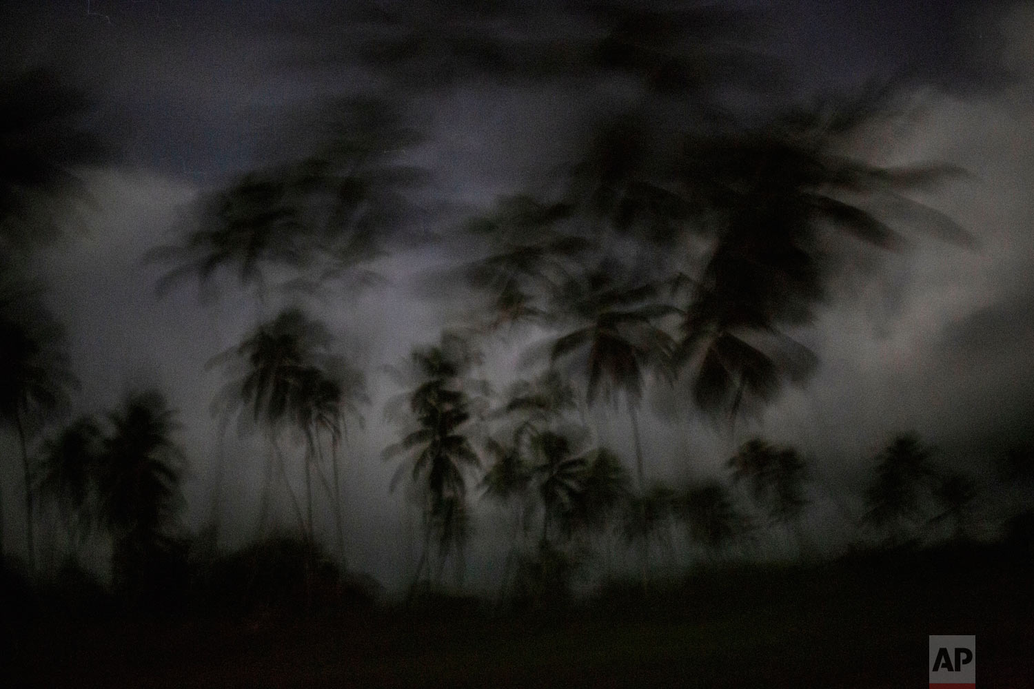  This Sept. 4, 2018 photo shows palm trees as the day begins to break in Irlaya, Honduras.  (AP Photo/Rodrigo Abd) 