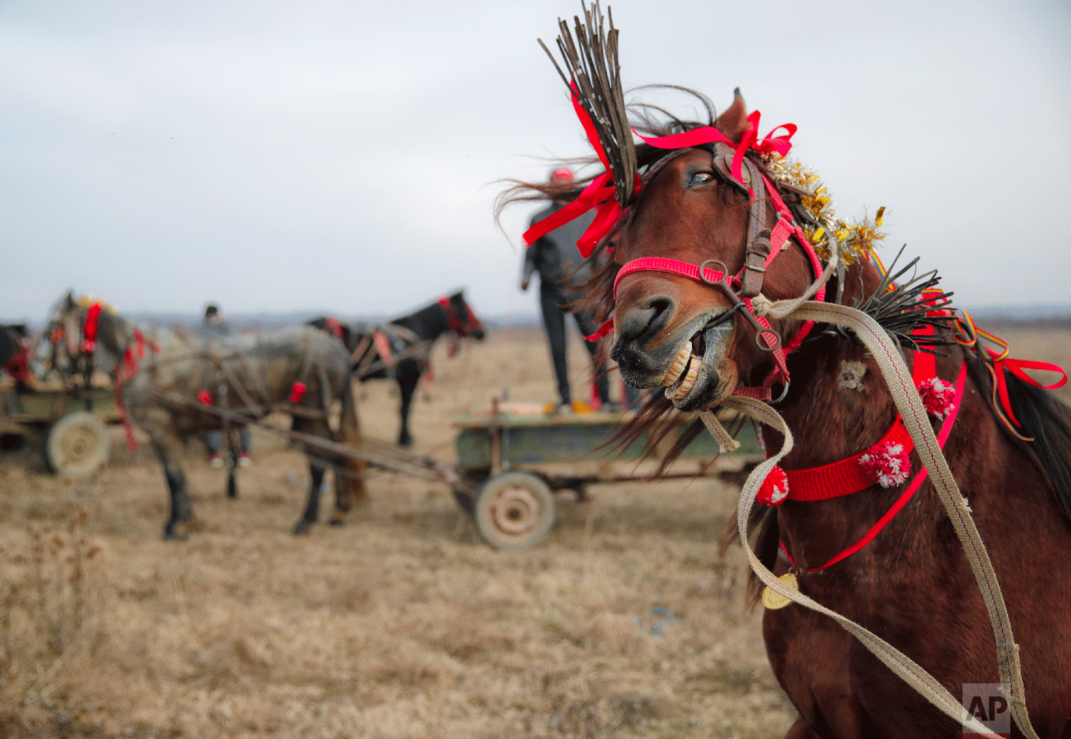 A horse shakes his head during Epiphany celebrations in Pietrosani, Romania, Sunday, Jan. 6, 2019. (AP Photo/Vadim Ghirda)