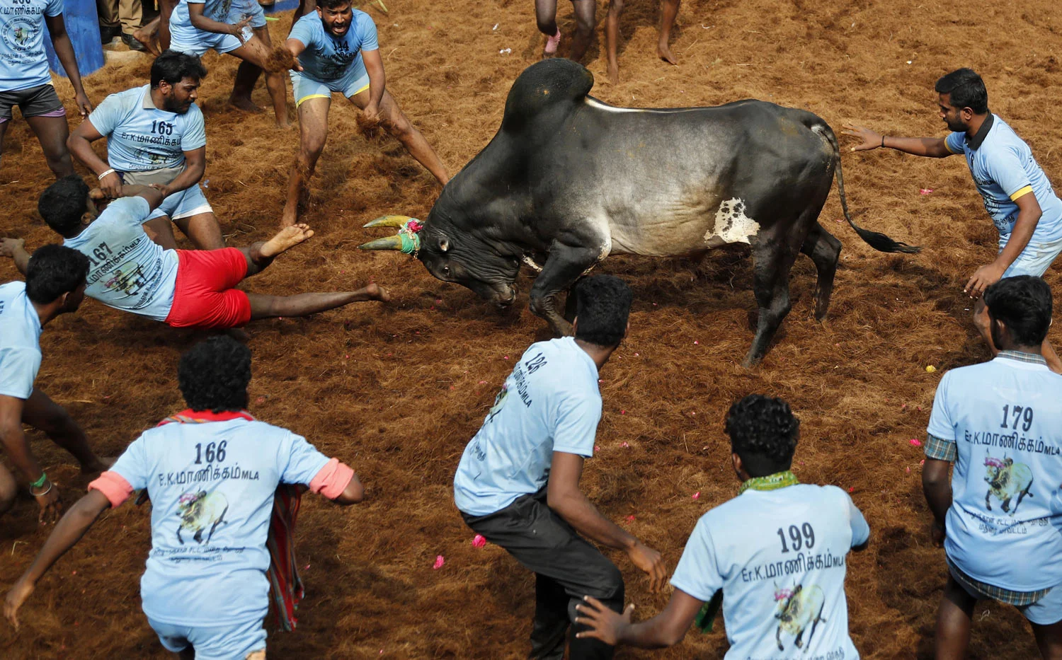 A bull charges towards participants in a traditional Jallikattu bull-taming festival in the village of Allanganallur, near Madurai, Tamil Nadu state, India, on Thursday, Jan. 17, 2019. Jallikattu involves releasing a bull into a crowd of people who are expected to hang on to the animal's hump for a stipulated distance or hold on to the hump for a minimum of three jumps made by the bull. The sport, performed during the four-day "Pongal" or winter harvest festival, is popular in Tamil Nadu. (AP Photo/Aijaz Rahi)