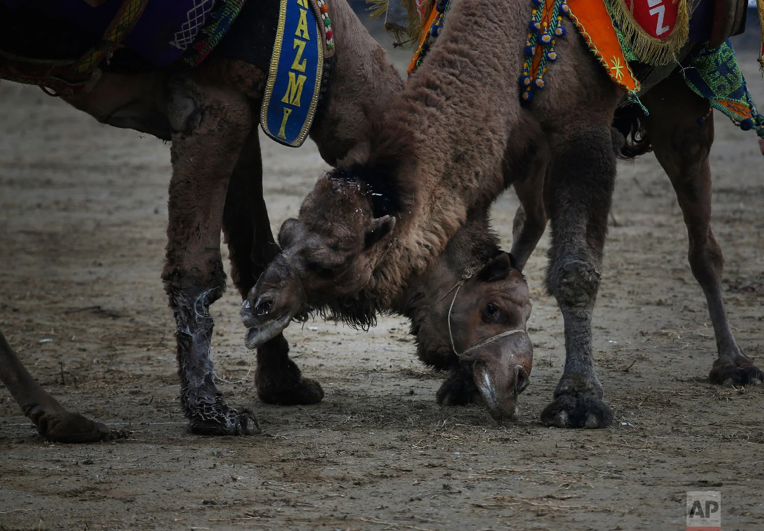 Camels wrestle during Turkey's largest camel wrestling festival in the Aegean town of Selcuk, Turkey, Sunday, Jan. 20, 2019. (AP Photo/Lefteris Pitarakis) 