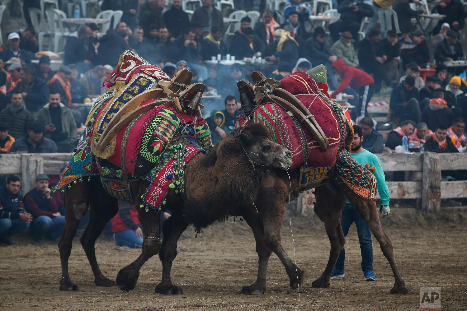  Camels bearing elaborately decorated saddles, wrestle during Turkey's largest camel wrestling festival in the Aegean town of Selcuk, Turkey, Sunday, Jan. 20, 2019.  (AP Photo/Lefteris Pitarakis) 