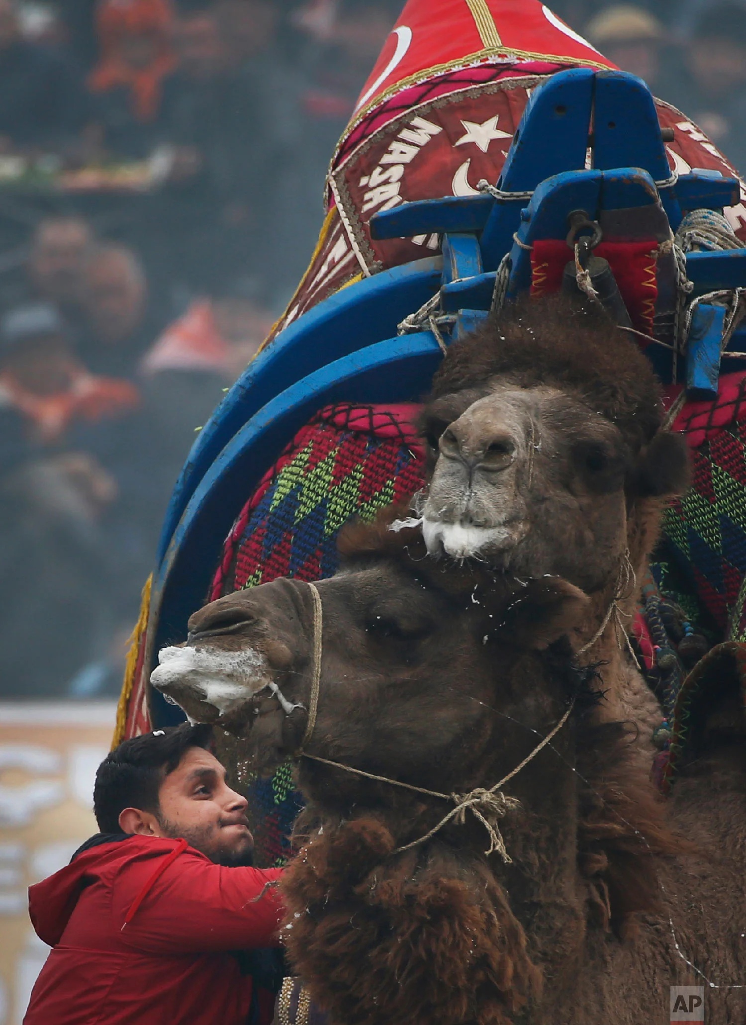  A camel owner tries to pull his camel as it wrestles with another during Turkey's largest camel wrestling festival in the Aegean town of Selcuk, Turkey, Sunday, Jan. 20, 2019.  (AP Photo/Lefteris Pitarakis) 