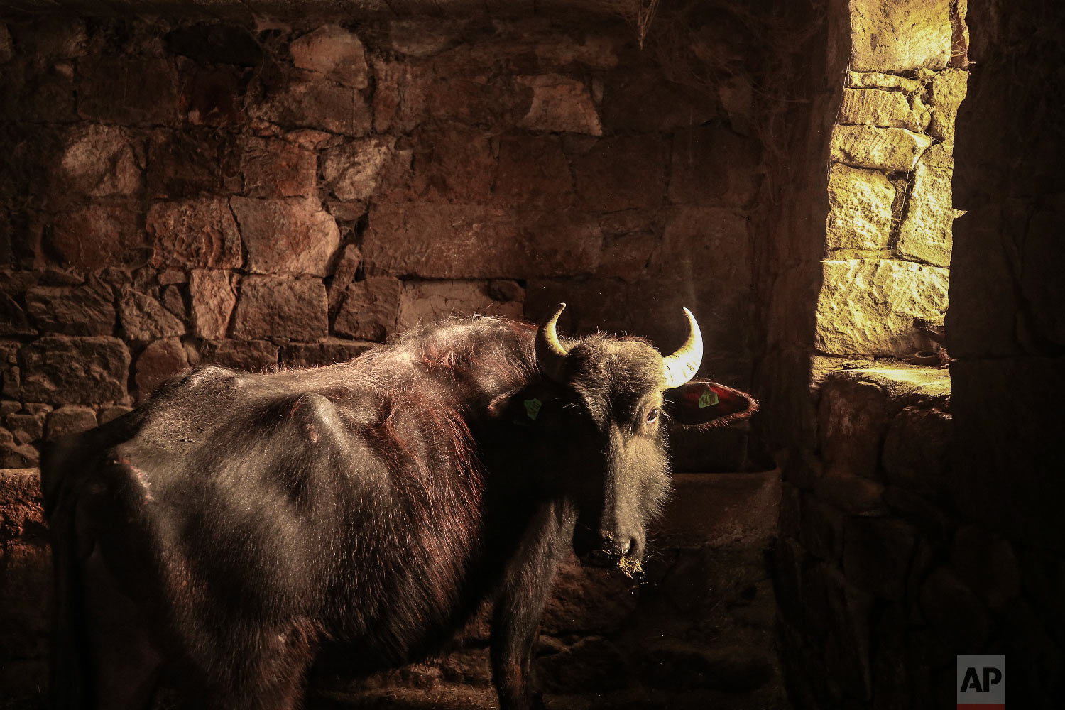  A water buffalo belonging to the Toren family is pictured in a stable in the village of Budakli, of the mountainous Bitlis province of eastern Turkey, Thursday, Jan. 24, 2019. (AP Photo/Emrah Gurel) 