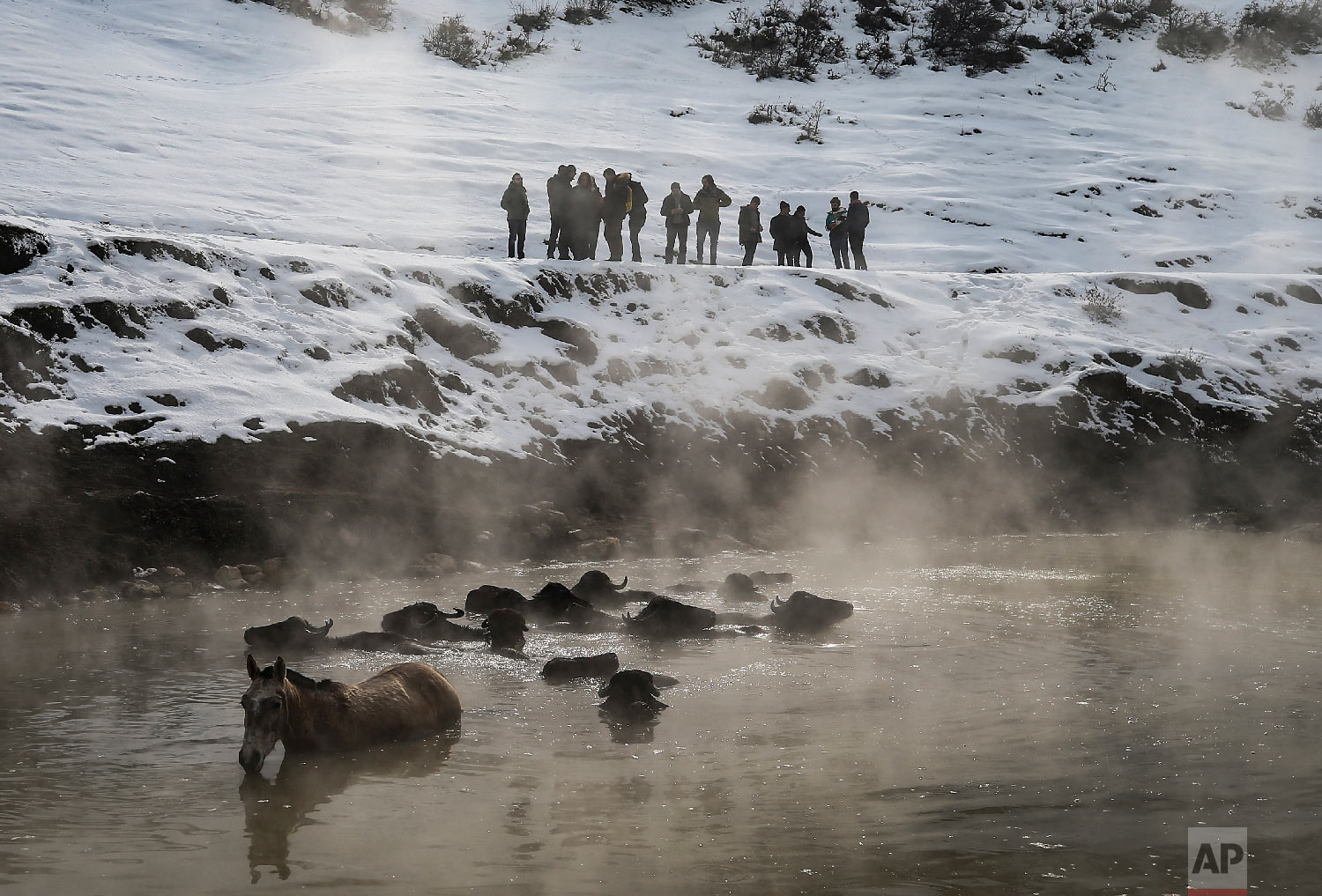  Water buffalos bath in a hot spring near the village of Budakli, in the mountainous Bitlis province of eastern Turkey, Thursday, Jan. 24, 2019. (AP Photo/Emrah Gurel) 