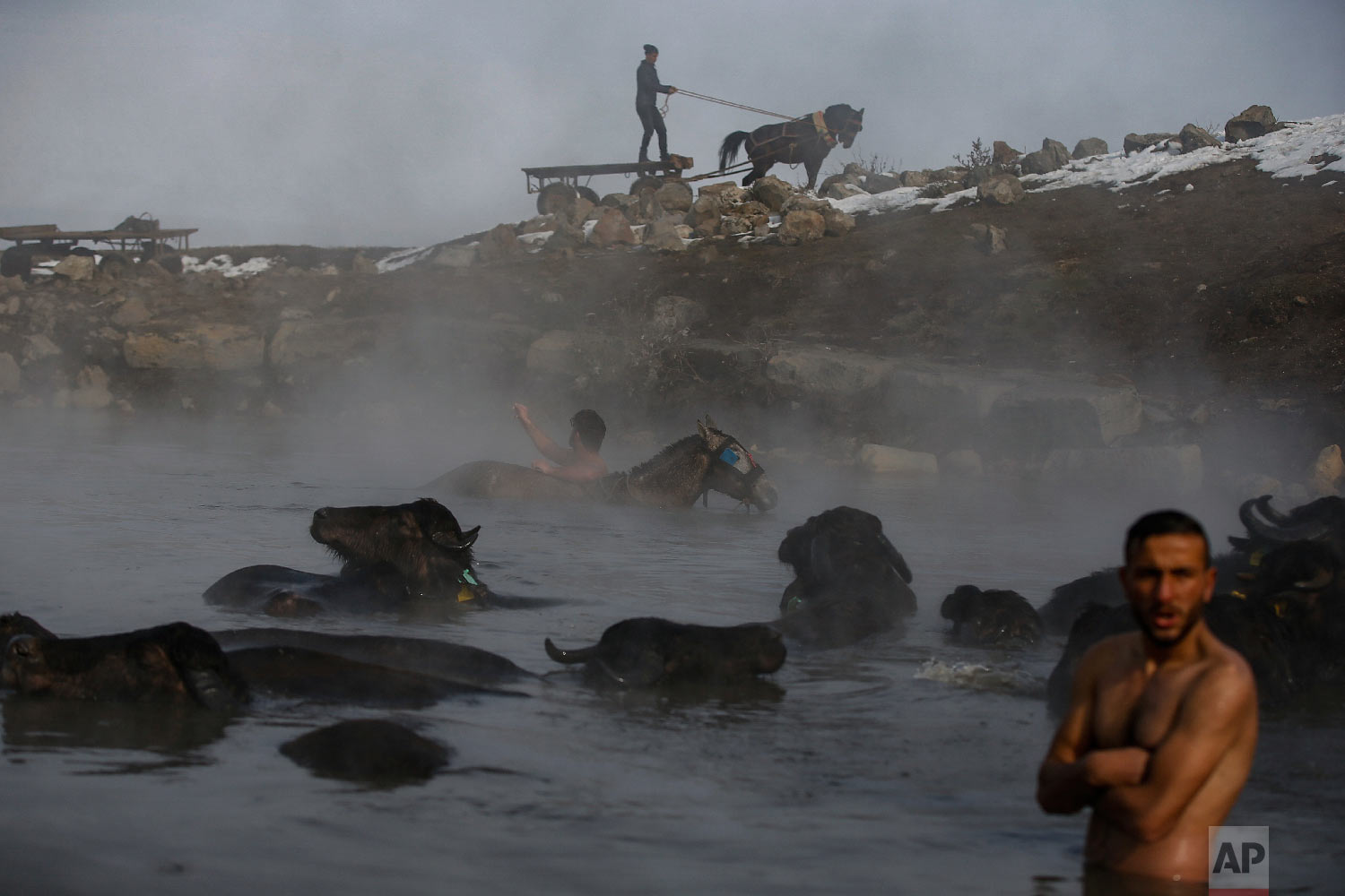  Water buffaloes bathe in a hot spring near the village of Budakli, in the mountainous Bitlis province of eastern Turkey, Thursday, Jan. 24, 2019. (AP Photo/Emrah Gurel) 