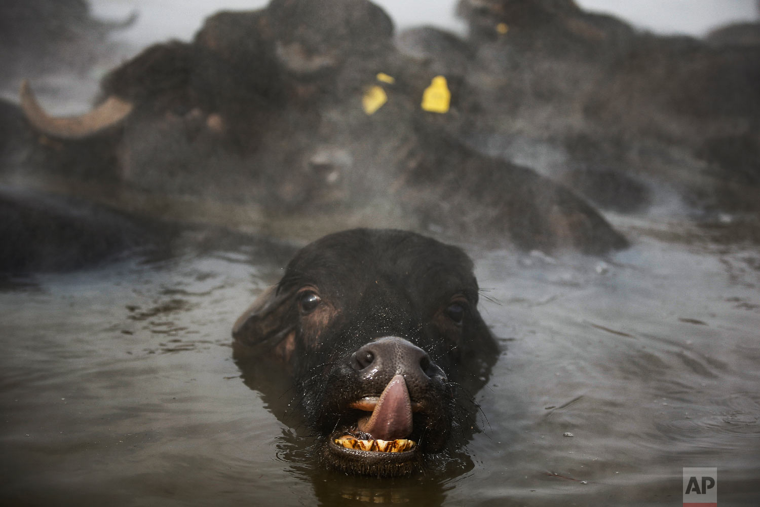 Buffaloes love hot springs in eastern Turkey — AP Photos