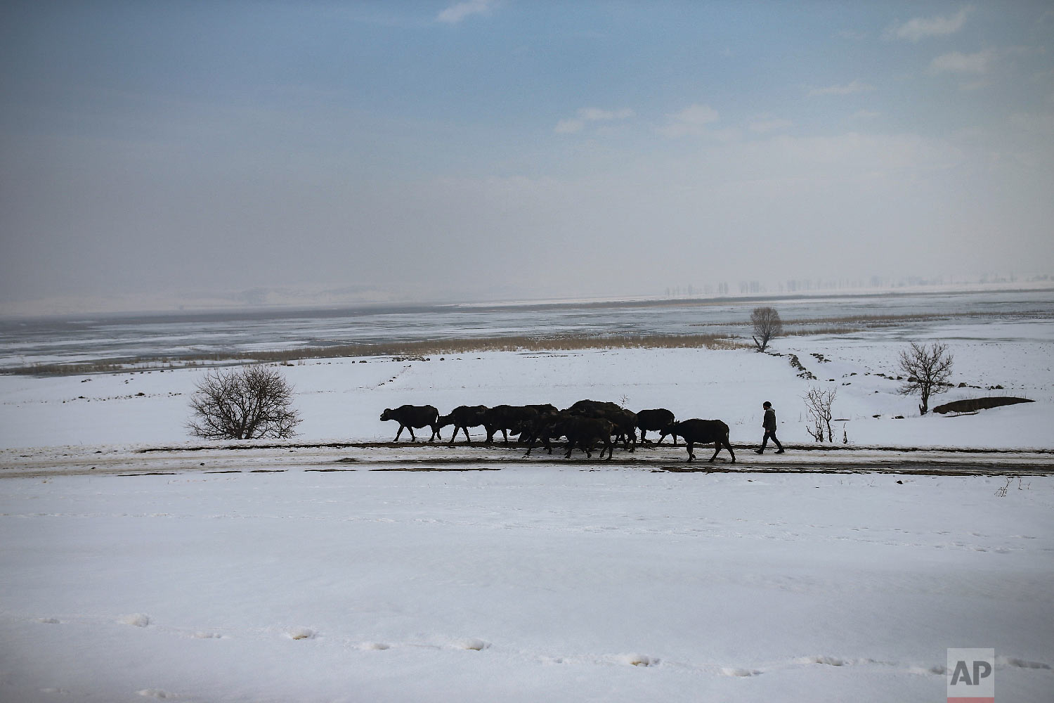  Muhammed Toren walks his family's water buffaloes to a hot spring near the village of Budakli, in the mountainous Bitlis province of eastern Turkey, Thursday, Jan. 24, 2019. (AP Photo/Emrah Gurel) 