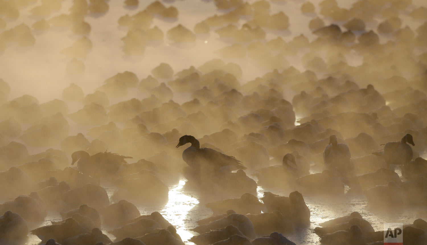 Geese huddle in the water as the sun rises at the harbor in Port Washington, Wis., on Wednesday, Jan. 30, 2019.  (AP Photo/Jeffrey Phelps) 