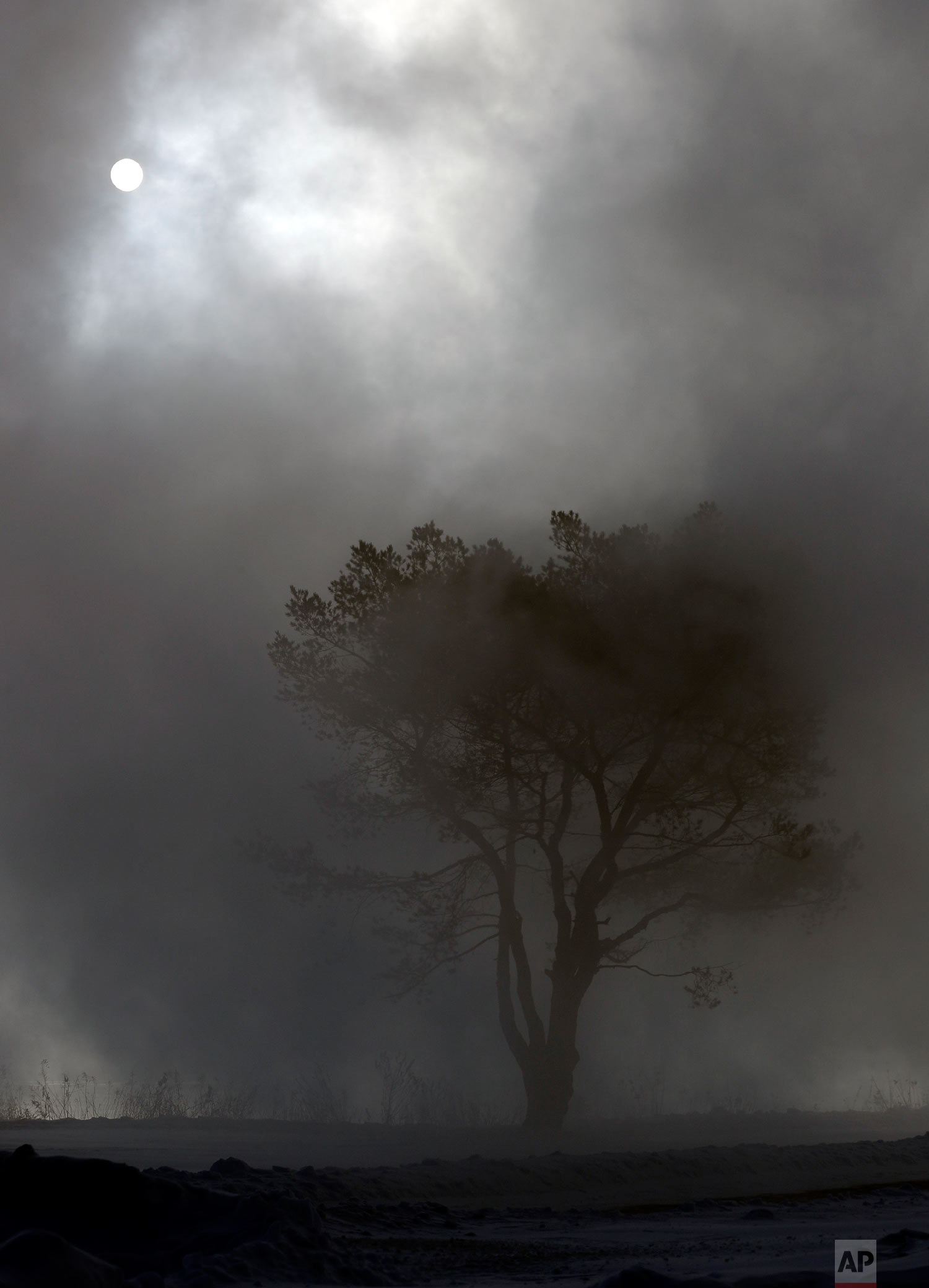  A tree is shrouded in fog at Northwestern University in Evanston, Ill., Wednesday, Jan. 30, 2019. (AP Photo/Nam Y. Huh) 