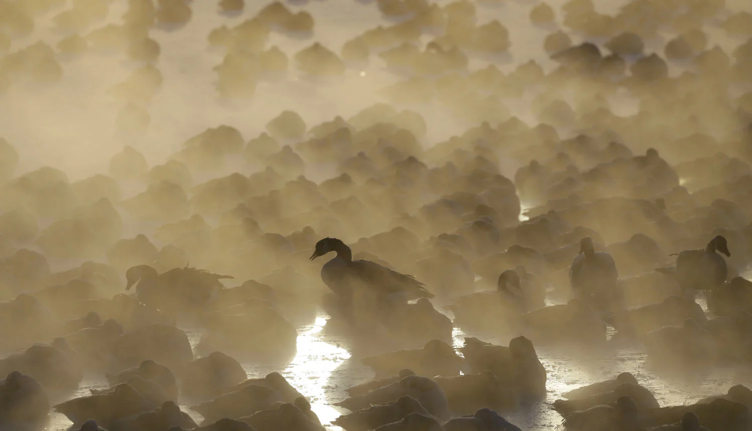 Geese huddle together as the sun rises at the harbor in Port Washington, Wis., on Wednesday, Jan. 30, 2019. A deadly arctic deep freeze enveloped the Midwest with record-breaking temperatures. (AP Photo/Jeffrey Phelps)
