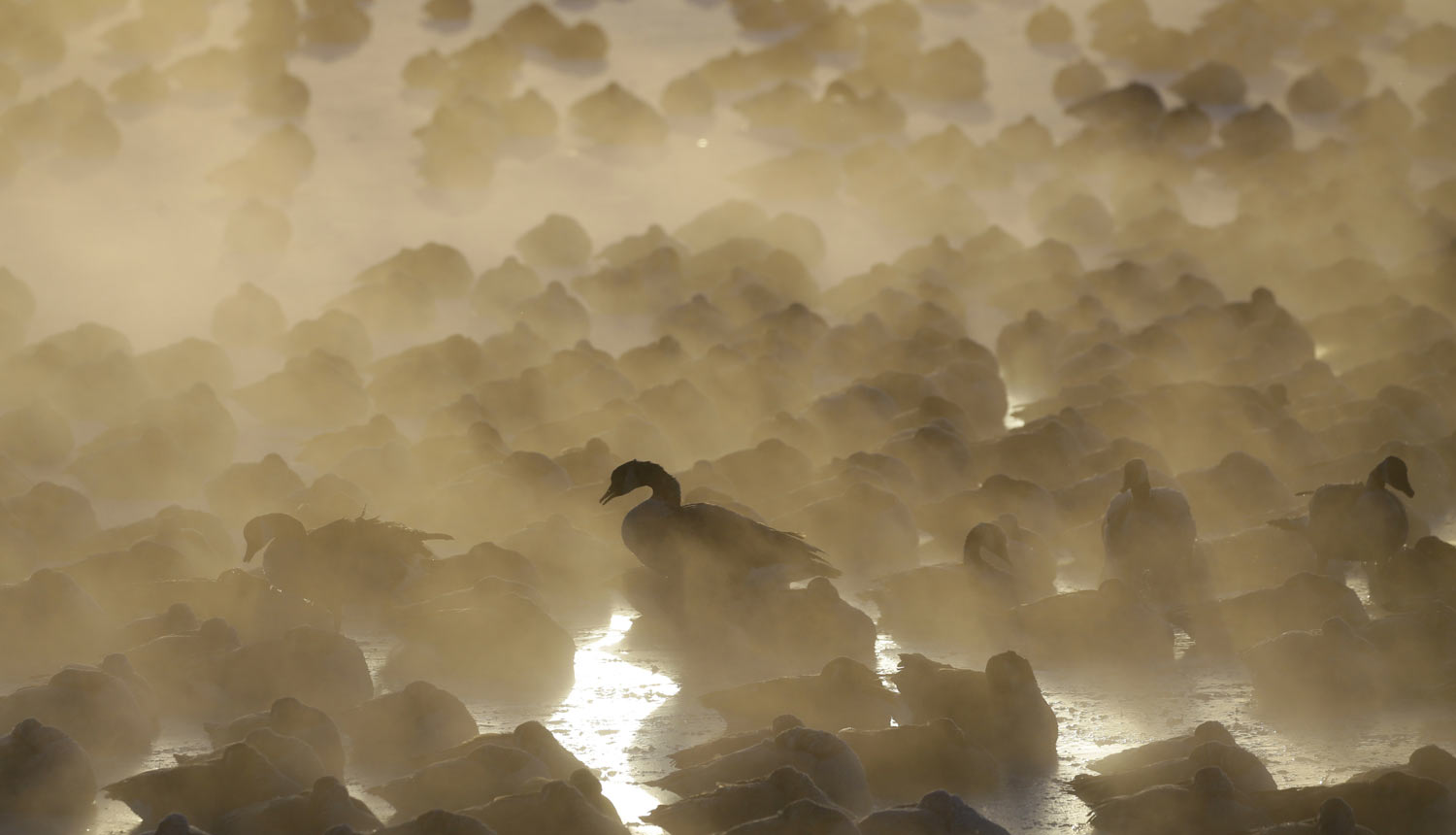 Geese huddle together as the sun rises at the harbor in Port Washington, Wis., on Wednesday, Jan. 30, 2019. A deadly arctic deep freeze enveloped the Midwest with record-breaking temperatures. (AP Photo/Jeffrey Phelps)