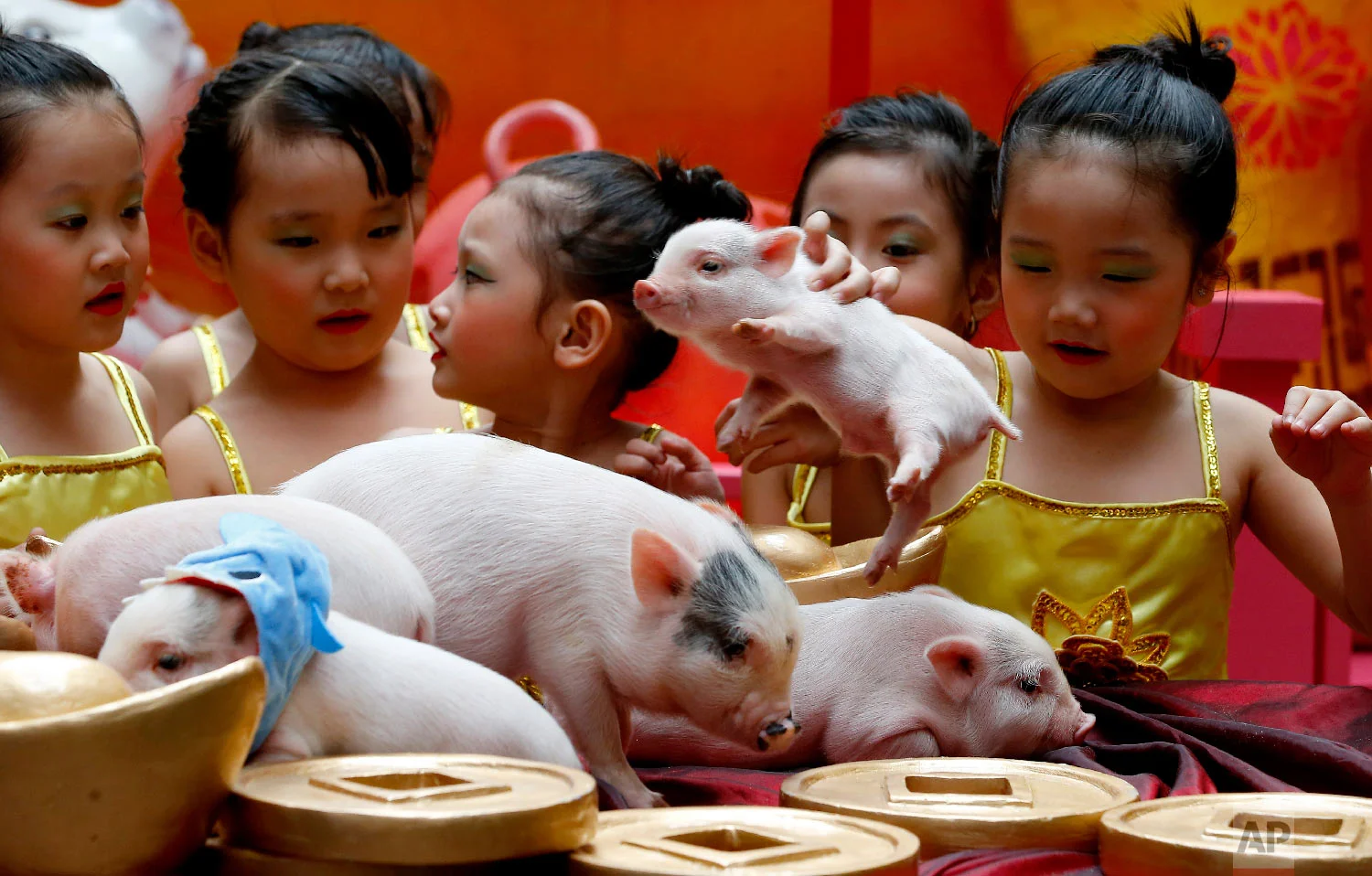 Children play with live Teacup pigs, a rare pet in the country, ahead of the Lunar New Year celebrations in Chinatown area of Manila, Philippines, Friday, Feb. 1, 2019. (AP Photo/Bullit Marquez)