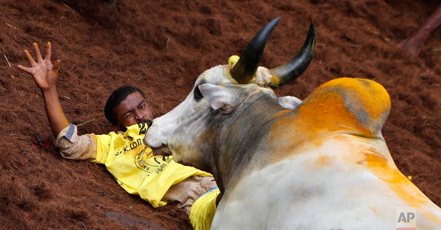 An Indian tamer reacts as a bull charges towards him during a traditional bull-taming festival called Jallikattu, in the village of Allanganallur, near Madurai, Tamil Nadu state, India, Thursday, Jan. 17, 2019. (AP Photo/Aijaz Rahi)