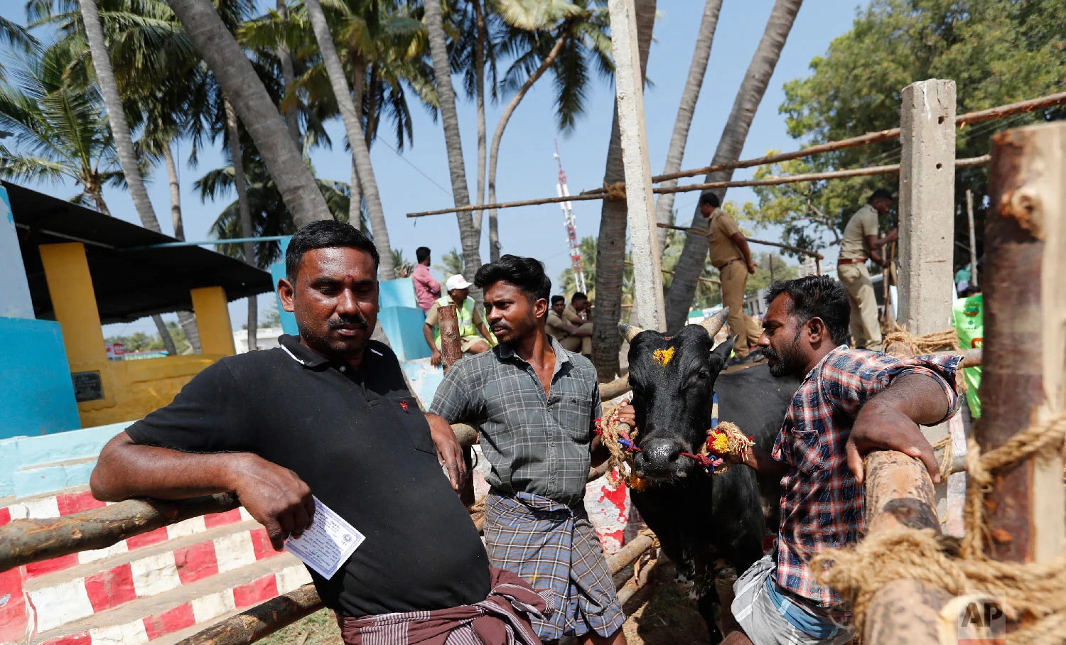 Owners line up with their bull to participate in a traditional bull-taming festival called Jallikattu, in the village of Palamedu, near Madurai, Tamil Nadu state, India, Wednesday, Jan. 16, 2019. (AP Photo/Aijaz Rahi)