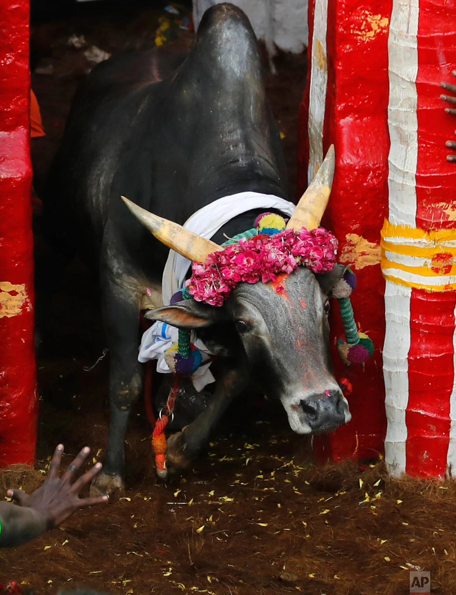 A bull comes out to charge towards tamers at a traditional bull-taming festival called Jallikattu, in the village of Allanganallur, near Madurai, Tamil Nadu state, India, Thursday, Jan. 17, 2019. (AP Photo/Aijaz Rahi)