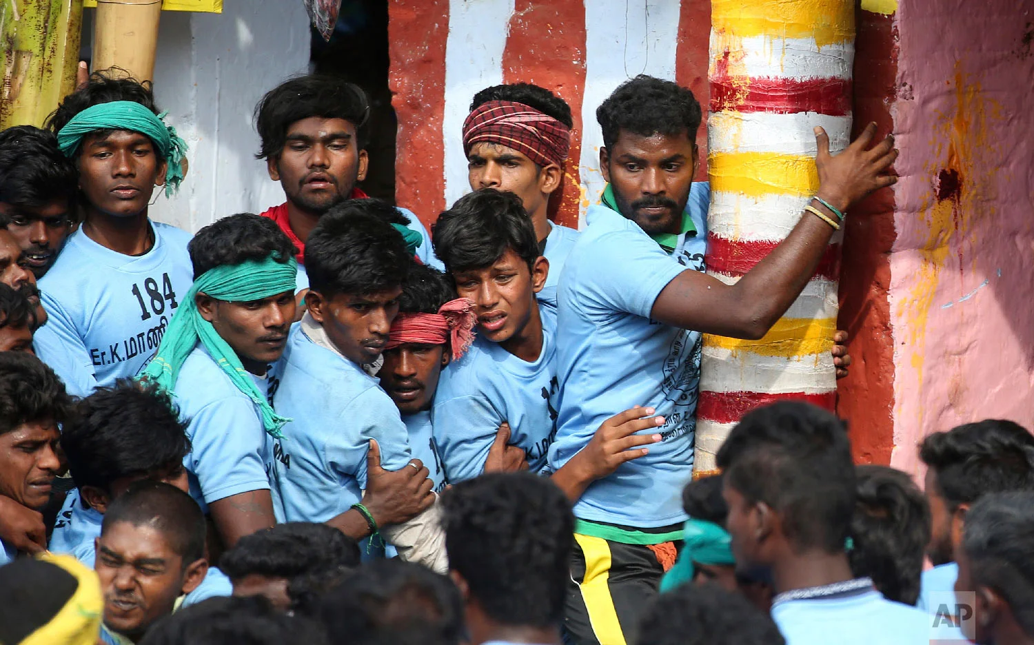 Indian tamers react as a bull comes charging towards them during a traditional bull-taming festival called Jallikattu, in the village of Palamedu, near Madurai, Tamil Nadu state, India, Wednesday, Jan. 16, 2019. (AP Photo/Aijaz Rahi)