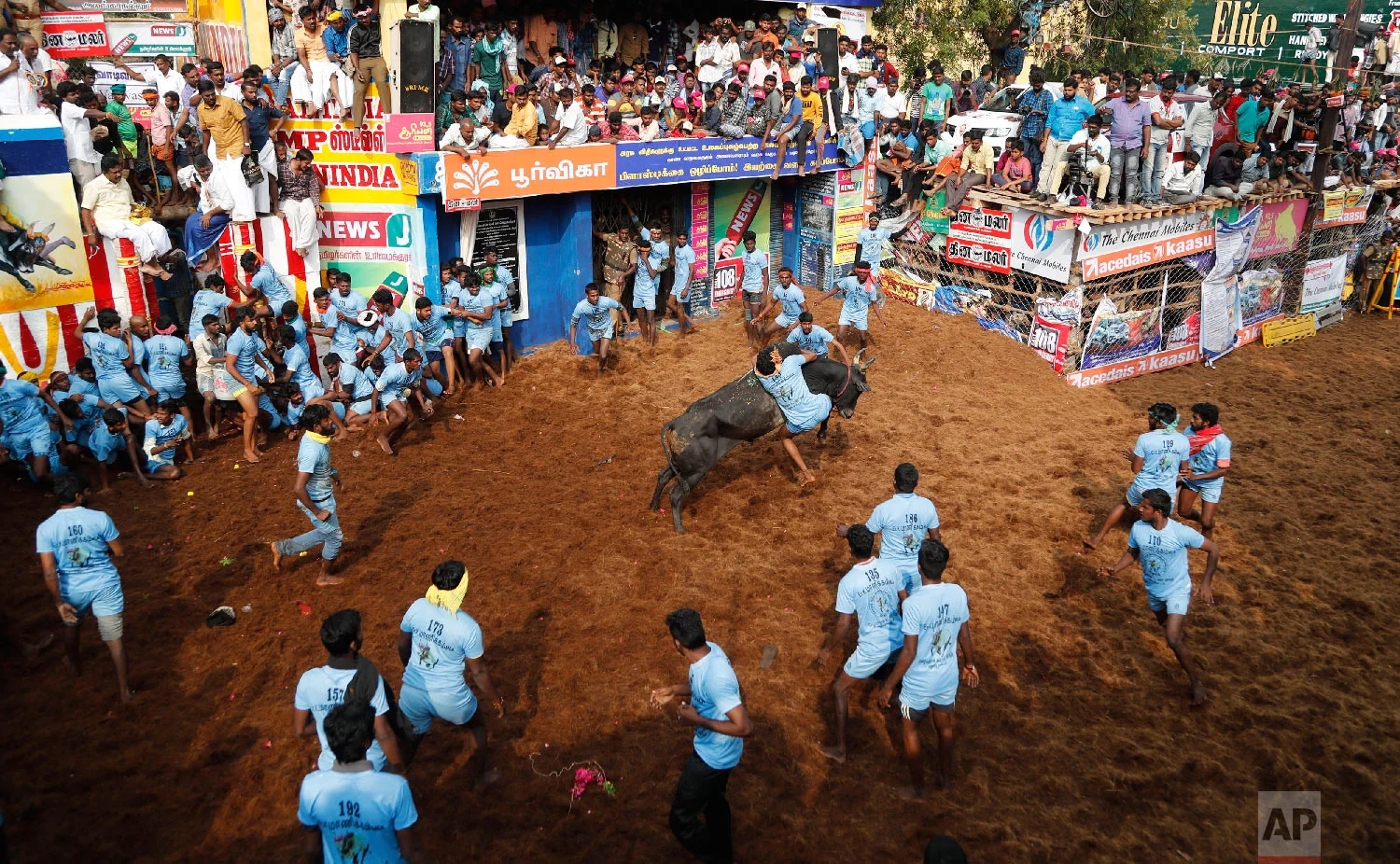 An Indian tamer tries to control a bull during a traditional bull-taming festival called Jallikattu, in the village of Allanganallur, near Madurai, Tamil Nadu state, India, Thursday, Jan. 17, 2019. (AP Photo/Aijaz Rahi)