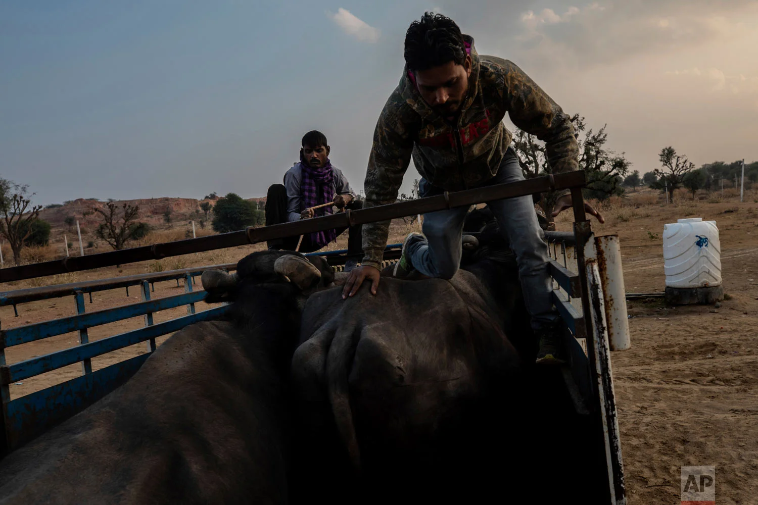 Muslim cattle traders load buffaloes into a pickup after being challenged by cow vigilantes on the outskirts of Jaipur, Rajasthan, India, Jan. 25, 2019. (AP Photo/Bernat Armangue)
