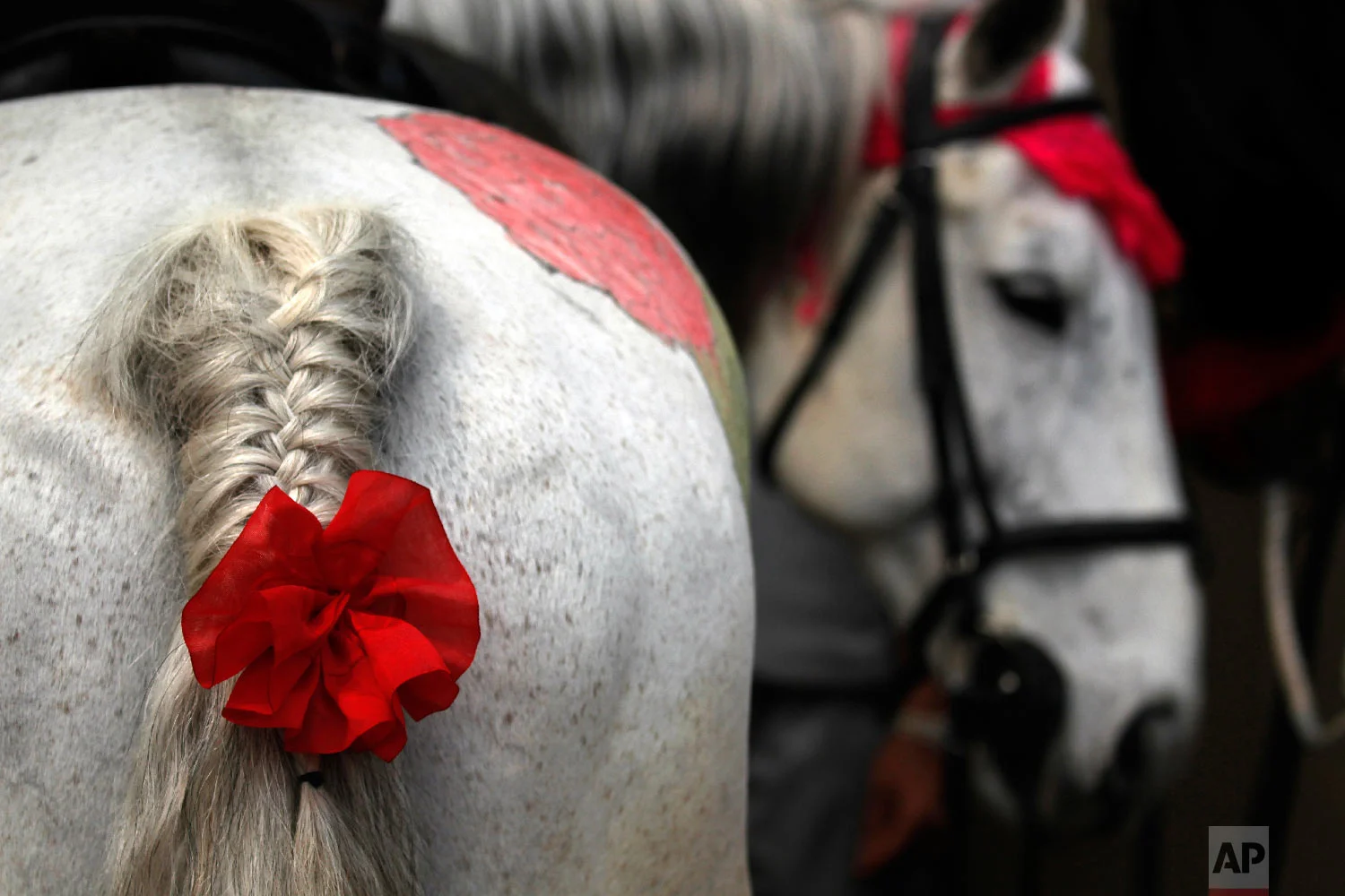 A Nepalese Cavalry horse is decorated for the Ghode Jatra festival on April 5, 2019, in Kathmandu, Nepal. (AP Photo/Niranjan Shrestha)