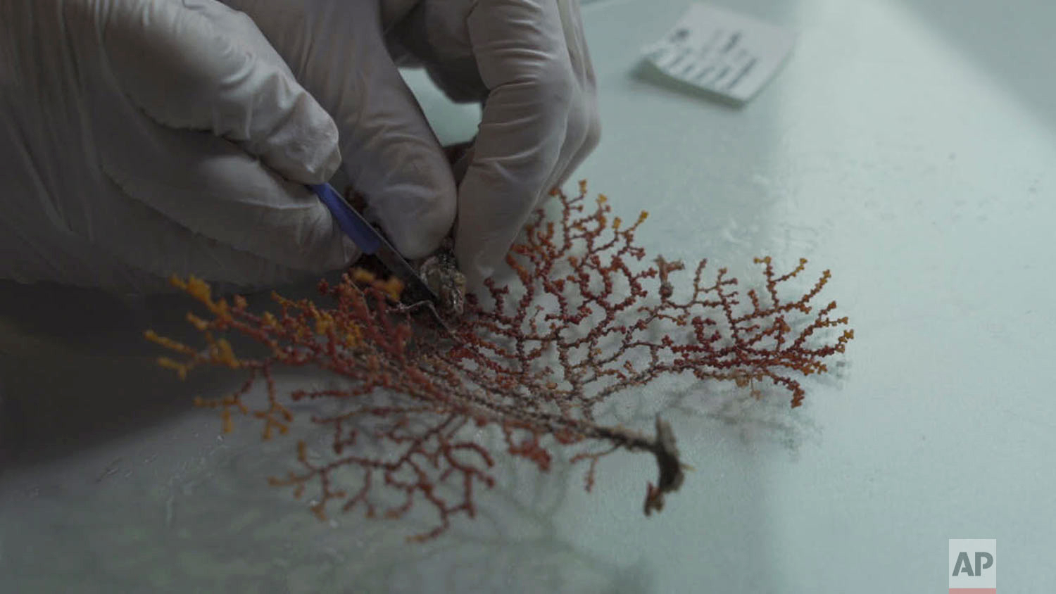 A scientists processes a coral sample retrieved from the Indian Ocean in the waters of the Seychelles, April 6, 2019. (AP Photo/David Keyton)