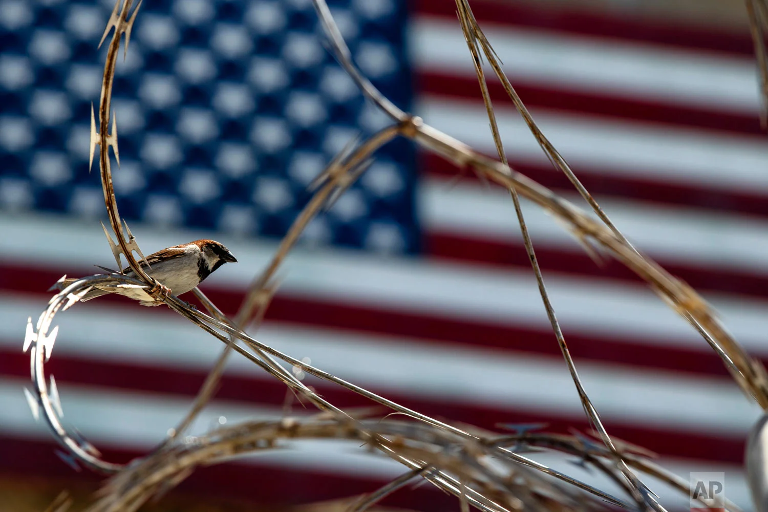 In this photo reviewed by U.S. military officials, a sparrow sits on the razor wire of the Camp VI detention facility, April 17, 2019, in Guantanamo Bay Naval Base, Cuba. (AP Photo/Alex Brandon)