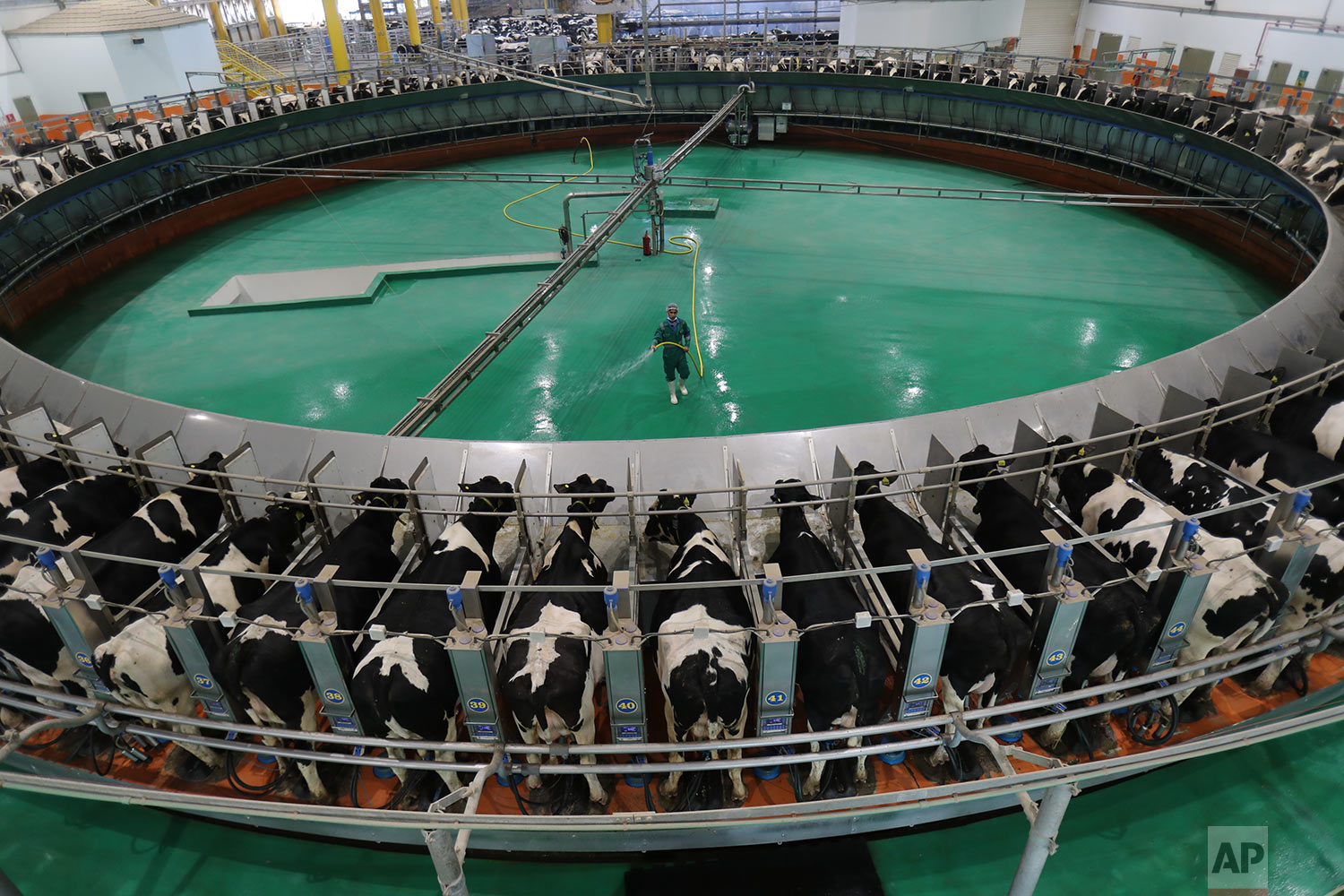  In this Thursday, April 25, 2019 photo, one of the staff washes the central area as the cows are milked on rotary milking parlor takes up to 100 cows per rotation at the Baladna Farm, Qatar’s biggest dairy and meat producer, about 15 kms, 9 miles, n