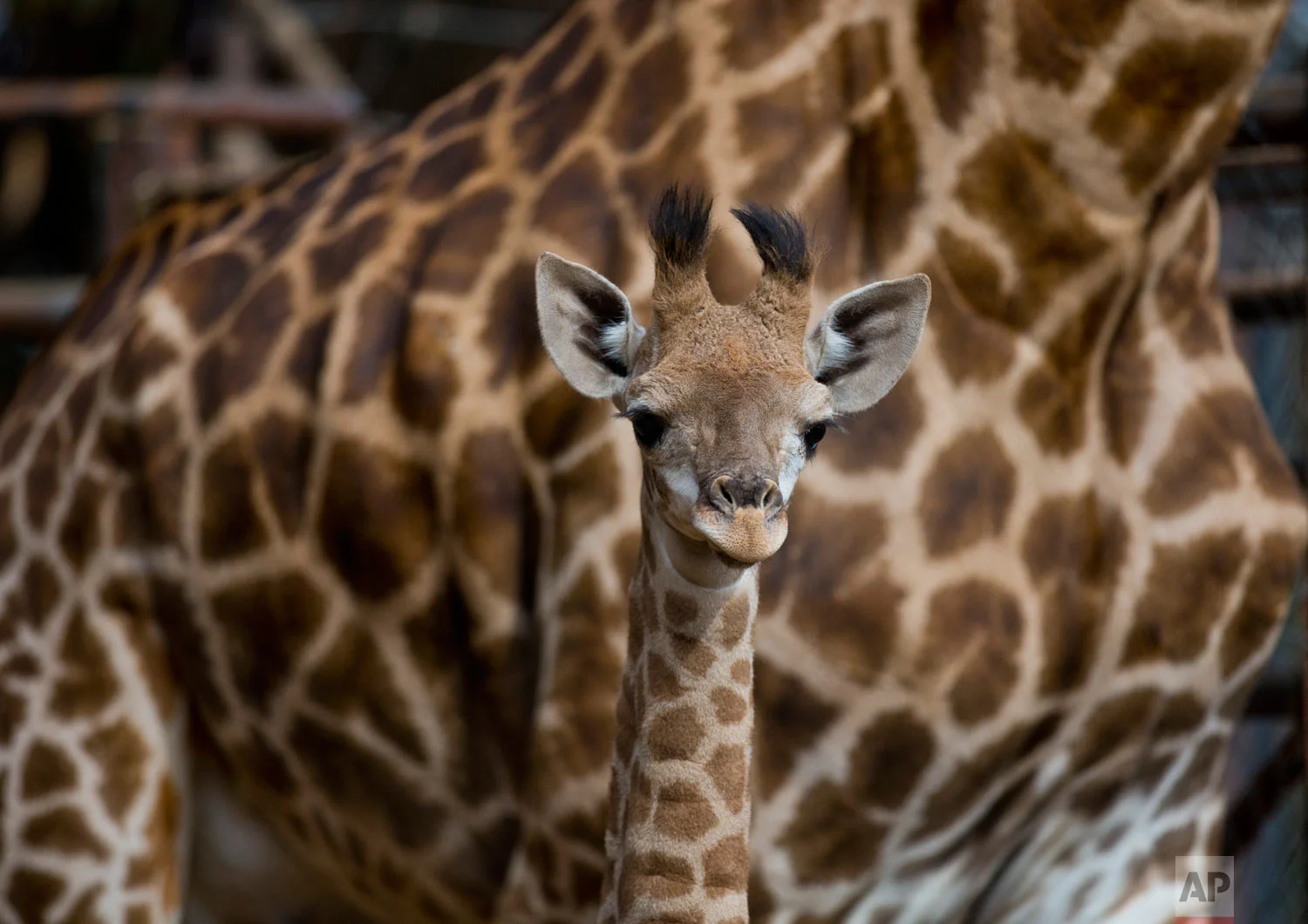 One-month old giraffe Gema stands in front her mother Pretoria as she was presented at the Buin Zoo in Santiago, Chile, Friday, May 17, 2019. (AP Photo/Esteban Felix)