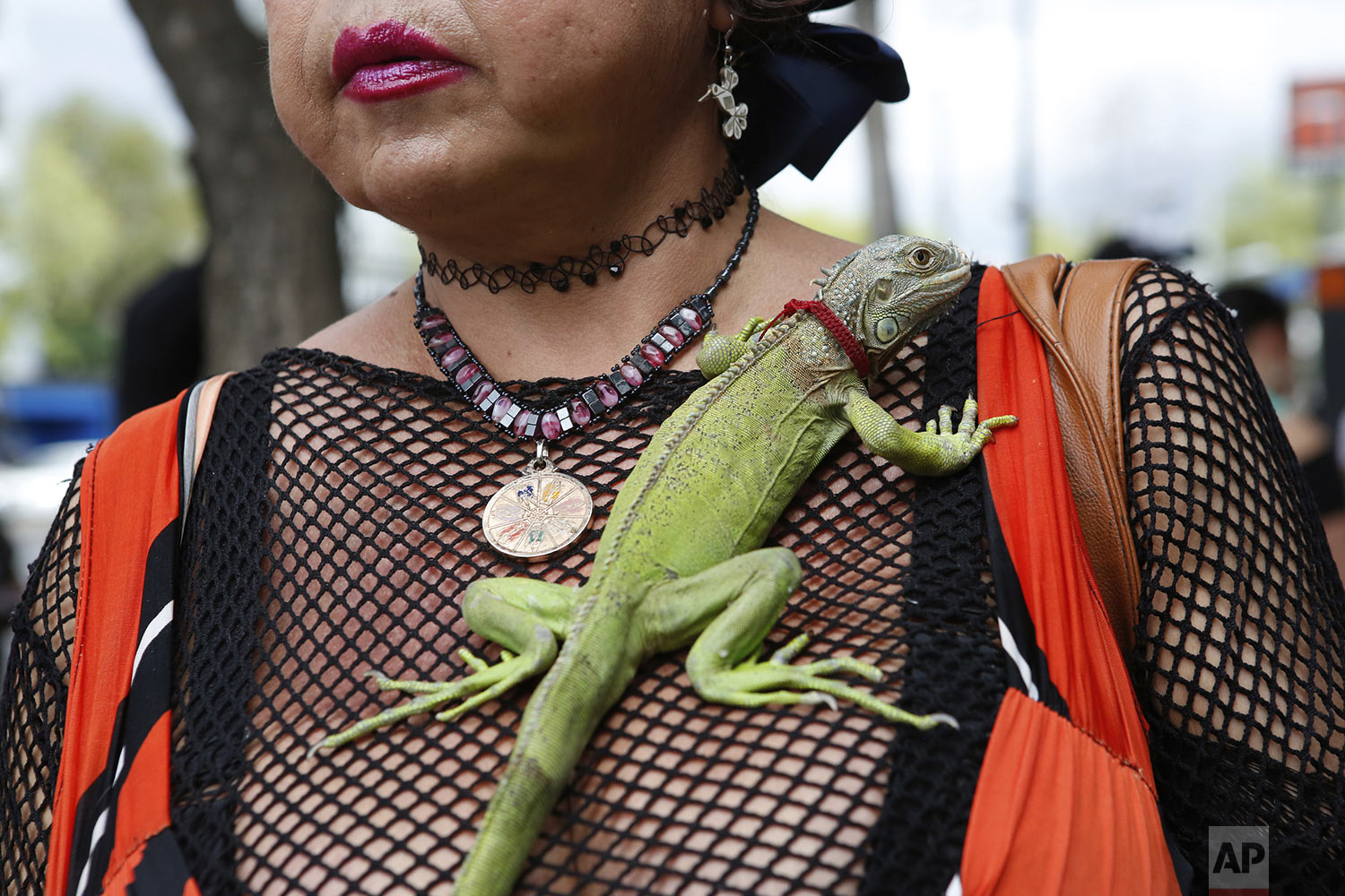 Karla Esperanza, a transgender sex worker, poses for a photo with her iguana named "Rectilio" on International Sex Workers Day in Mexico City, Mexico, Sunday, June 2, 2019. On Friday, Mexico City's government voted in favor of a bill that no longer allows sex workers or their clients to be arrested or fined after a complaint. (AP Photo/Ginnette Riquelme)