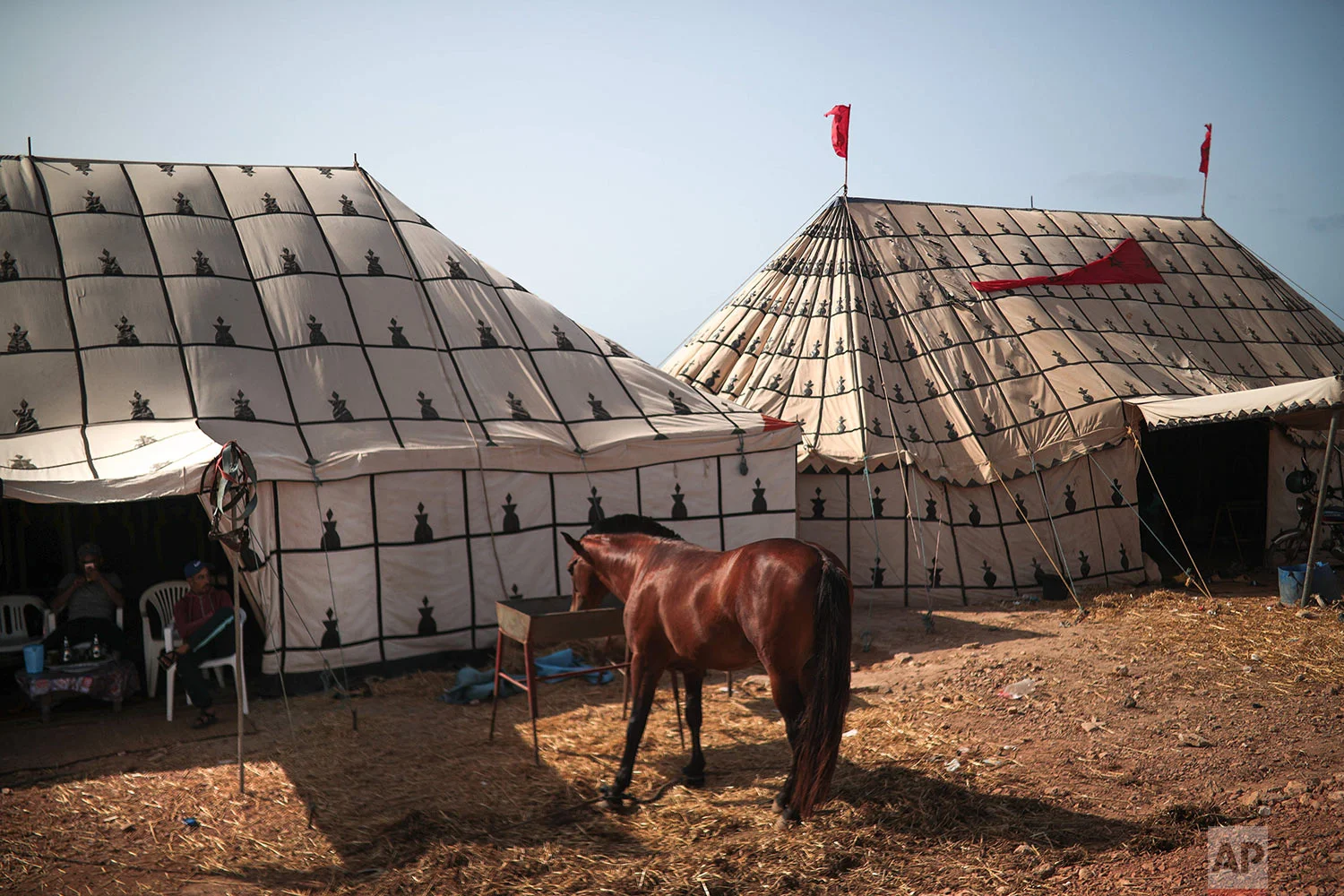 A horse feeds at a tent before it is prepared to take part in Tabourida, a traditional horse riding show also known as Fantasia, in the coastal town of El Jadida, Morocco, July 25, 2019. (AP Photo/Mosa'ab Elshamy)