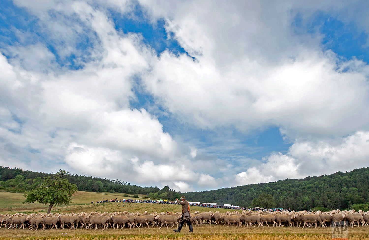  Andre Schwendel leads a herd of sheep during the Shepherds Championships of the German state Thuringia in Hohenfelden in Hohenfelden, central Germany, Saturday, Aug. 3, 2019. Shepherds lead a herd of 300 sheep together with two sheepdogs during the 