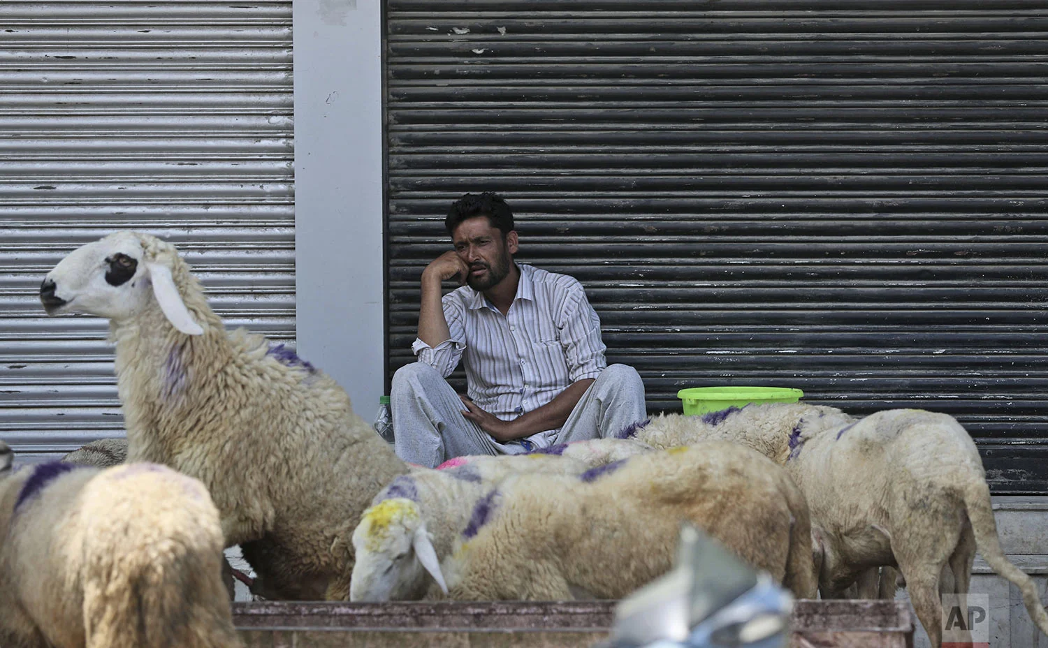 A Kashmiri livestock seller waits for customer ahead of Eid al Adha during curfew in Srinagar, Indian controlled Kashmiri, Friday, Aug. 9, 2019. (AP Photo/Mukhtar Khan)