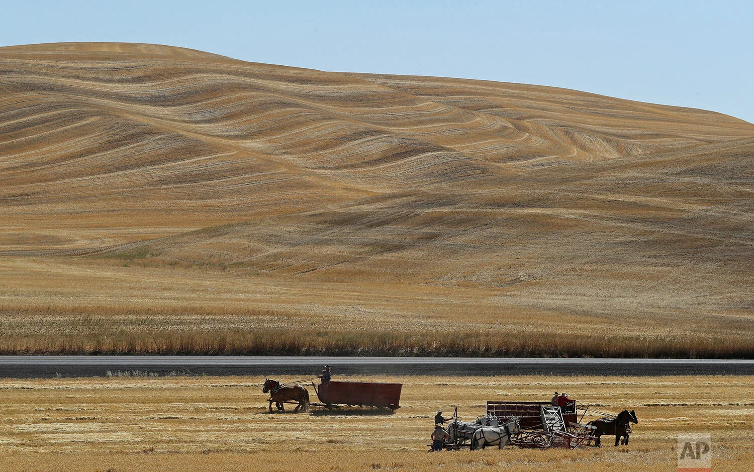 Teams of horses and mules are used to harvest barley on a field near Colfax, Wash., during an annual demonstration by members of the Palouse Empire Threshing Bee Association, a group dedicated to preserving the way land was farmed decades ago, Sept. 2, 2019. (AP Photo/Ted S. Warren)