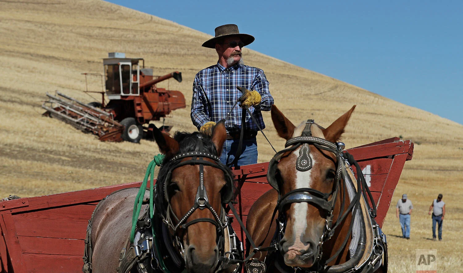 Mark Speed pulls a traditional grain wagon with a pair of Brabant draft horses, near Colfax, Wash., Sept. 2, 2019. (AP Photo/Ted S. Warren)