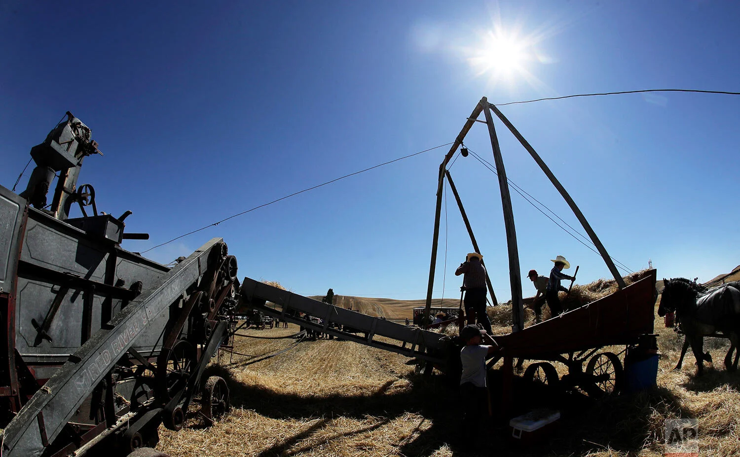 Workers use pitchforks to move cut barley from a wagon to a stationary grain thresher, left, near Colfax, Wash., Sept. 2, 2019. (AP Photo/Ted S. Warren)