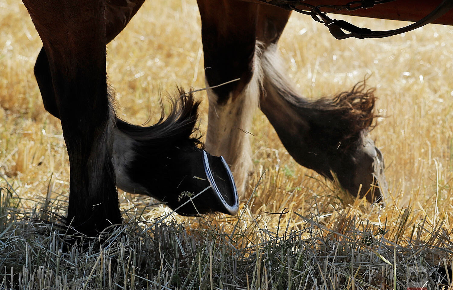 Draft horses pulling a traditional grain wagon walk through a barley field near Colfax, Wash., Sept. 2, 2019. (AP Photo/Ted S. Warren)