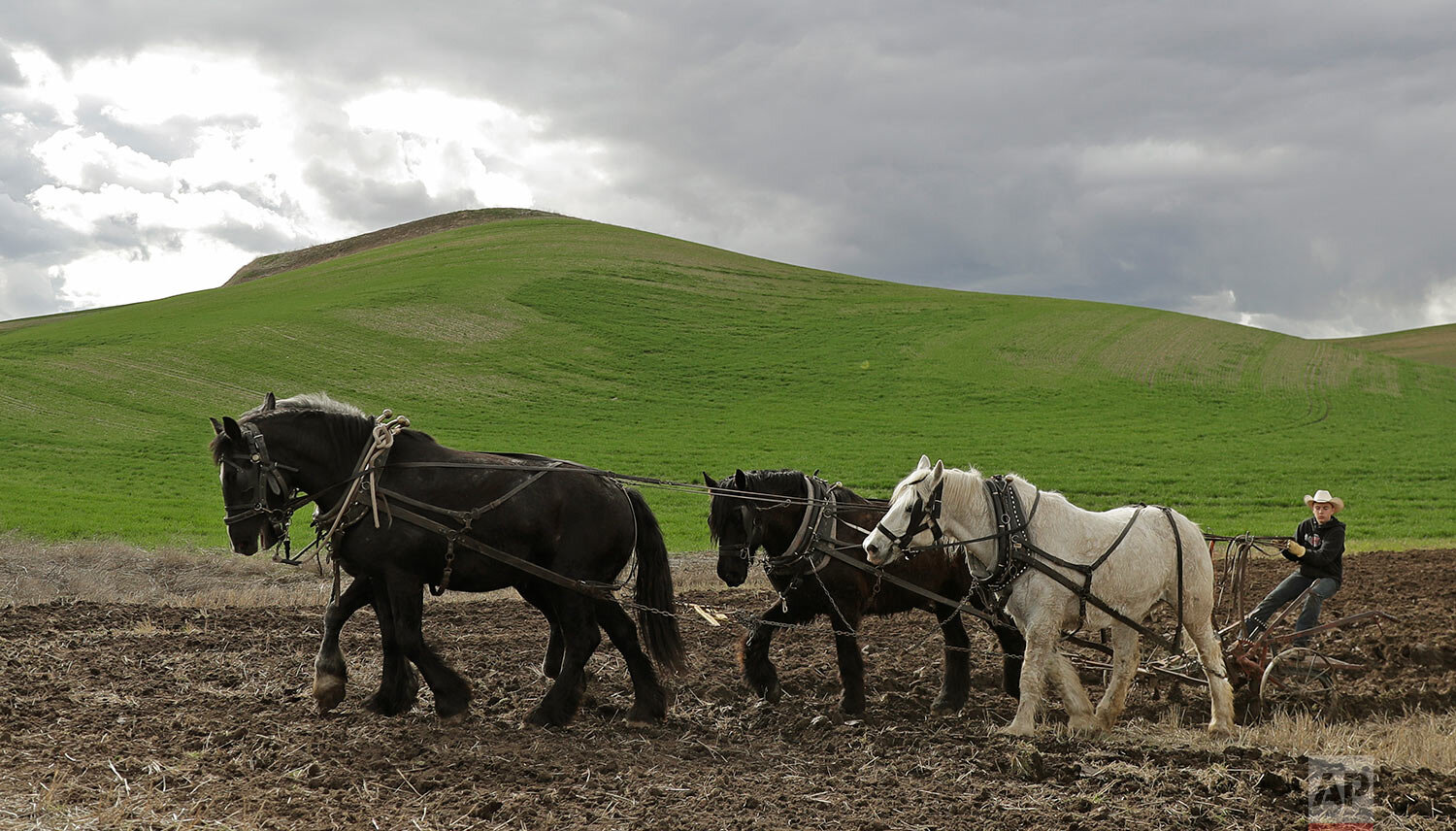 In this April 20, 2019 photo, Brennen Gonzalez, 14, uses a team of draft horses to plow farmland near Colfax, Wash., April 20, 2019. (AP Photo/Ted S. Warren)