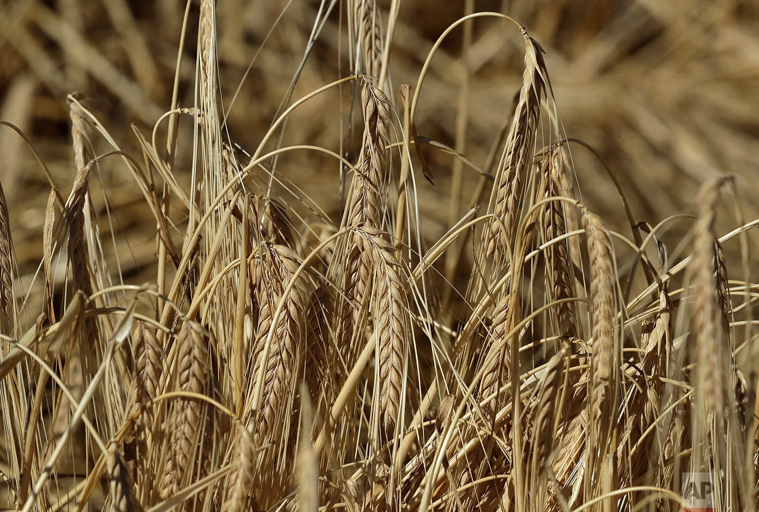 This photo shows barley ready for harvest in a field near Colfax, Wash., Sept. 2, 2019. (AP Photo/Ted S. Warren)