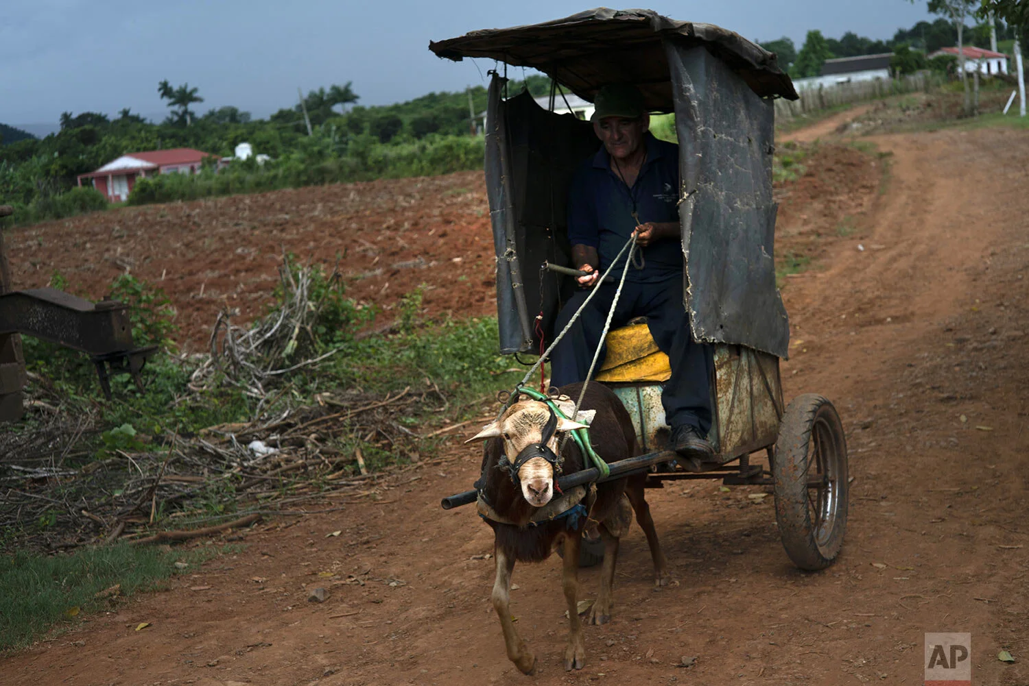 Andres Palomino Gallardo travels in his cart pulled by a goat along the roads of El Infernal neighborhood in San Andres in the province of Pinar del Río, Cuba, Aug. 24, 2019. Gallardo uses his cart to make deliveries. (AP Photo/Ramon Espinosa)
