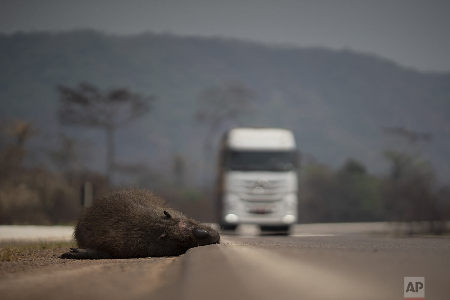  A dead capybara lays on the side of the highway in Altamira, Para state, one of the states affected by the blazes that in the last weeks have been hitting the Amazon region of Brazil, Aug. 24, 2019. (AP Photo/Leo Correa) 