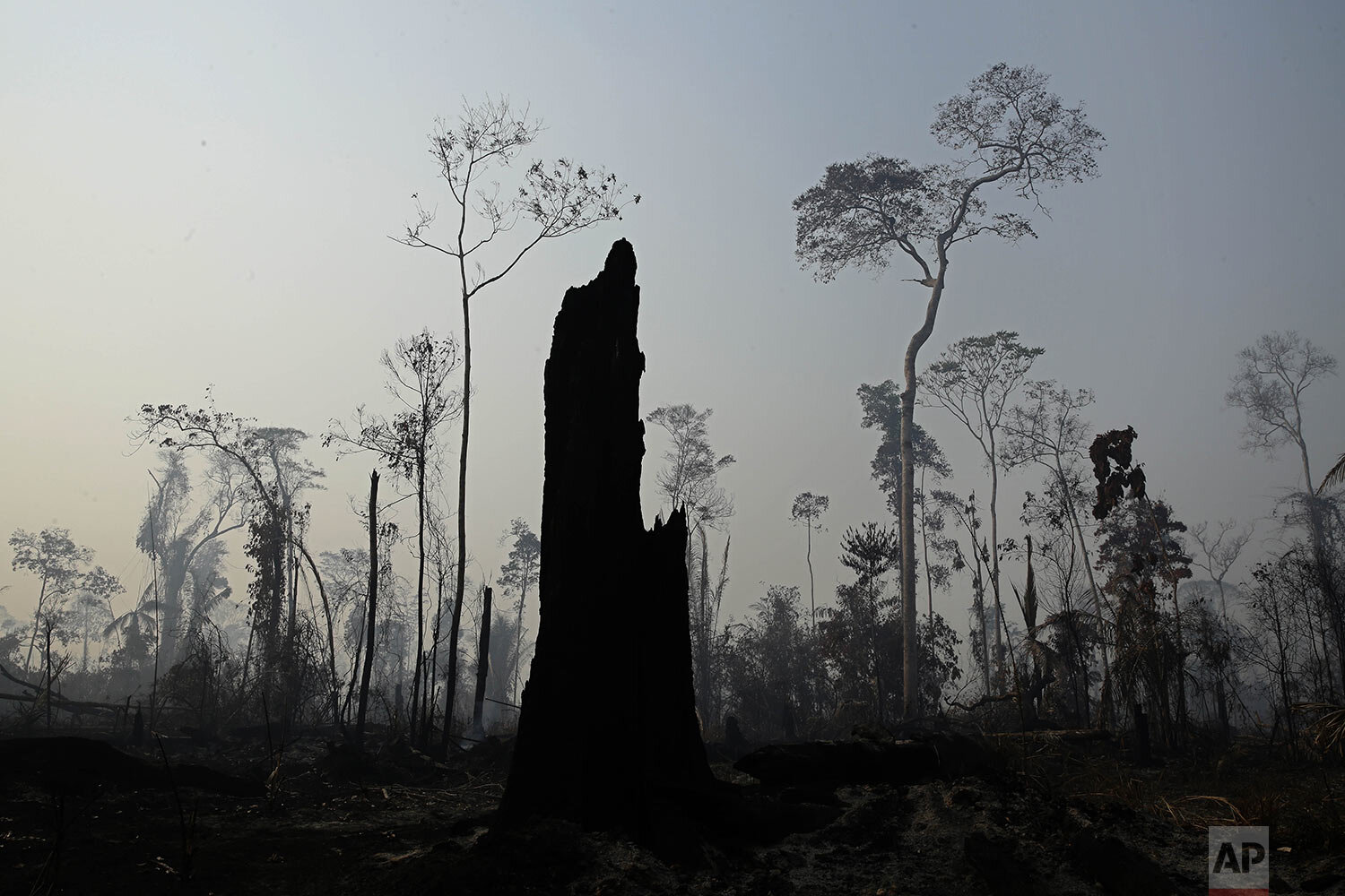  Charred trees stand after a forest fire in the Vila Nova Samuel region, along the road to the Jacunda National Forest near the city of Porto Velho, Rondonia state, part of Brazil's Amazon, Aug. 25, 2019. Leaders of the Group of Seven nations said Su