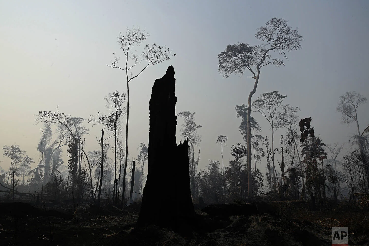 Charred trees stand after a forest fire in the Vila Nova Samuel region, along the road to the Jacunda National Forest near the city of Porto Velho, Rondonia state, part of Brazil's Amazon, Aug. 25, 2019. Leaders of the Group of Seven nations said Sunday they were preparing to help Brazil fight the fires burning across the Amazon rainforest and repair the damage even as tens of thousands of soldiers were being deployed to fight the blazes that have caused global alarm. (AP Photo/Eraldo Peres)