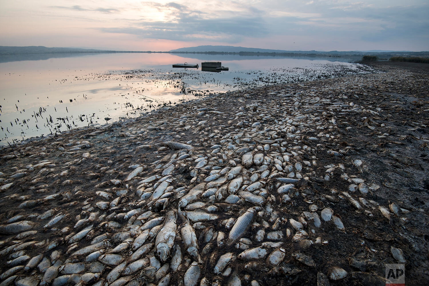  Dead fish lie on the shores of Koroneia Lake in northern Greece, on Thursday, Sept. 19, 2019. Tens of thousands of dead fish are washing up as the water level has plummeted to less than a meter deep (three feet) accompanied by a lack of oxygen in th