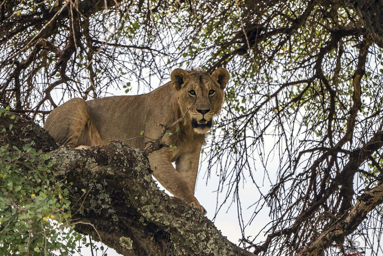 A young lion climbs down a tree in Tanzania's Tarangire National Park, Sunday July 7, 2019. (AP Photo/Jerome Delay)