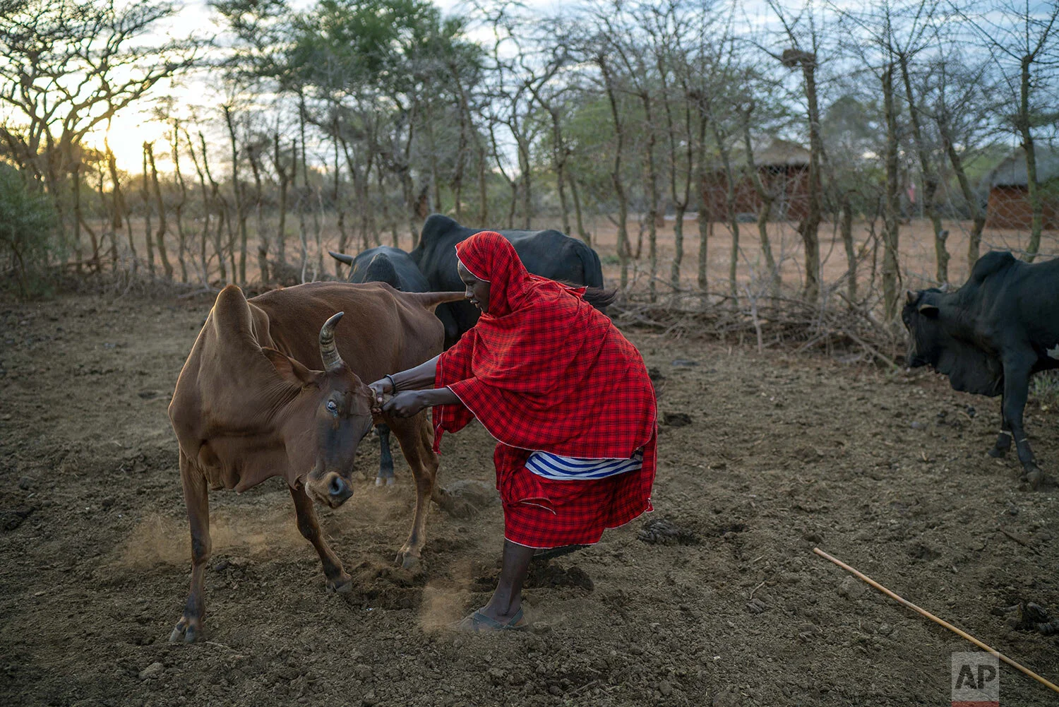 Saitoti Petro holds a cow before taking his herd to the fields in the village of Narakauwo, Tanzania, Thursday July 4, 2019. (AP Photo/Jerome Delay)