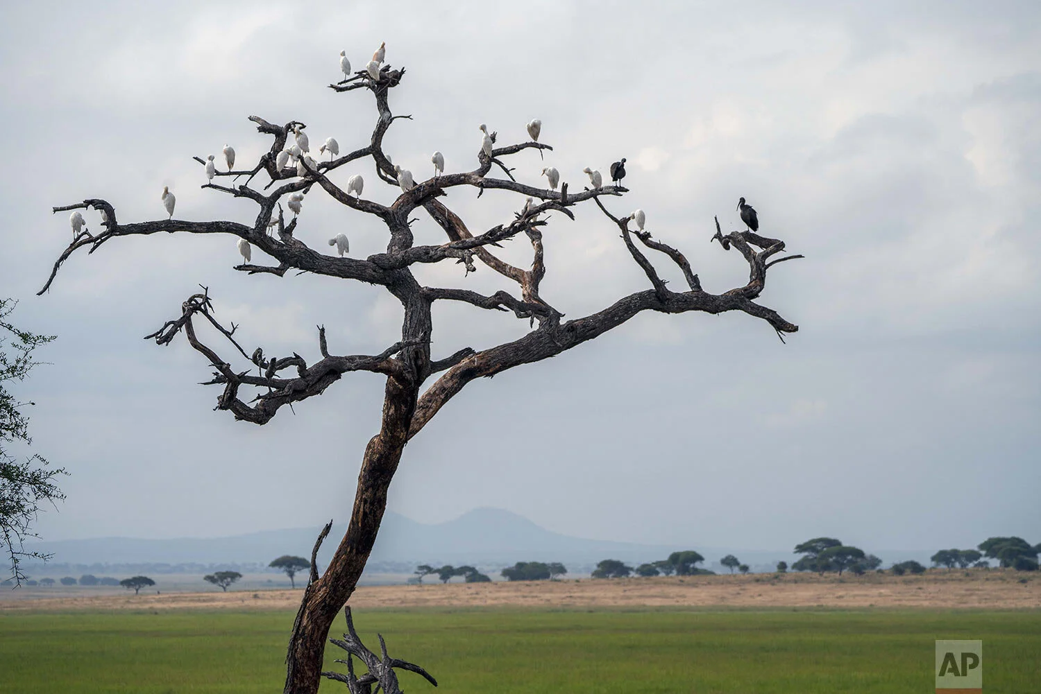 Birds perch on the branches of a dead tree in Tanzania's Tarangire National Park, Sunday July 7, 2019. (AP Photo/Jerome Delay)