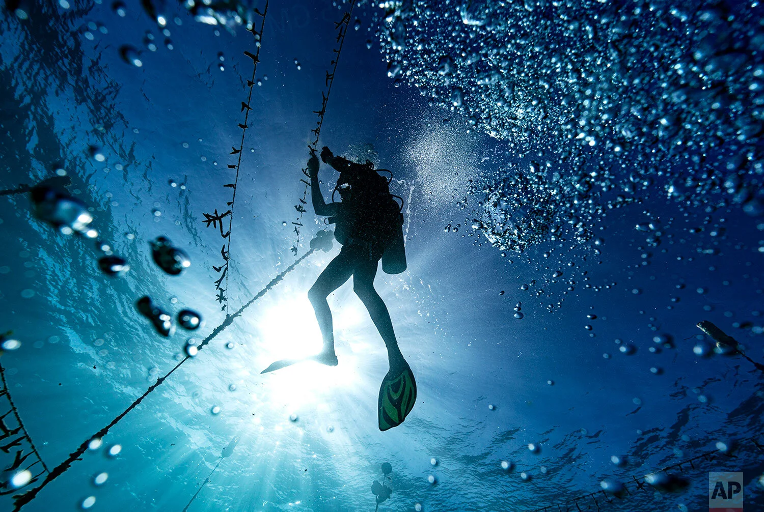 Diver Lenford DaCosta cleans up lines of staghorn coral at an underwater coral nursery inside the Oracabessa Fish Sanctuary Tuesday, Feb. 12, 2019, in Oracabessa, Jamaica. In Jamaica, more than a dozen grassroots-run coral nurseries and fish sanctuaries have sprung up in the past decade, supported by small grants from foundations, local businesses such as hotels and scuba clinics, and the Jamaican government. (AP Photo/David J. Phillip)