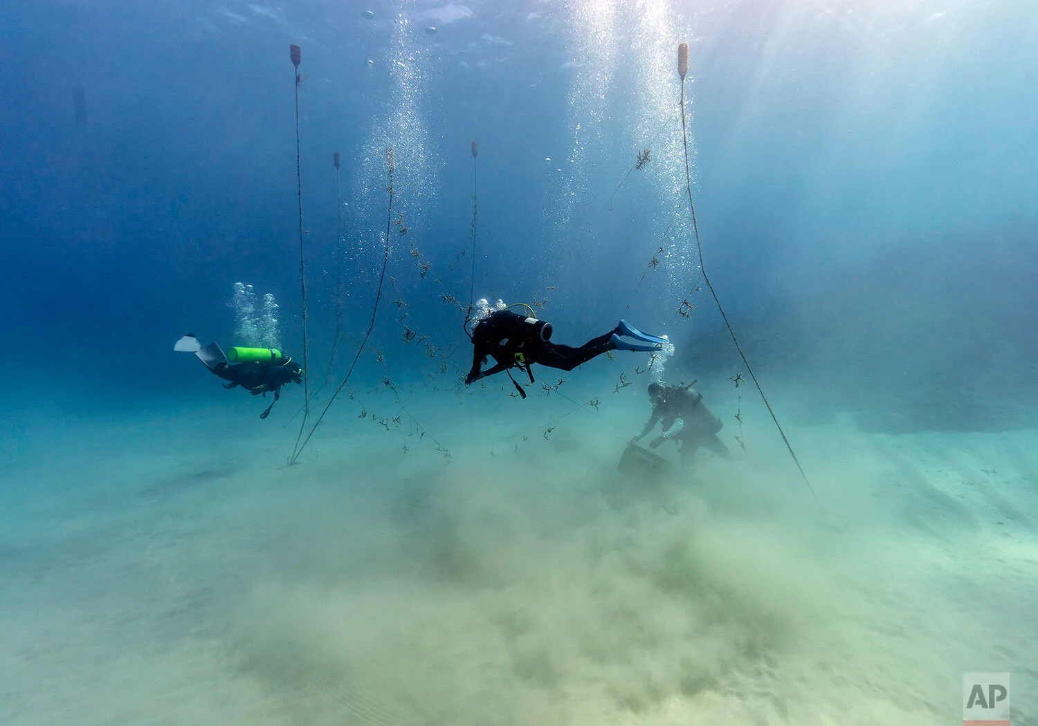 Divers, from left to right, Ray Taylor, Everton Simpson and Andrew Todd, gather coral from a coral nursery to be planted inside the White River Fish Sanctuary Tuesday, Feb. 12, 2019, in Ocho Rios, Jamaica. (AP Photo/David J. Phillip)