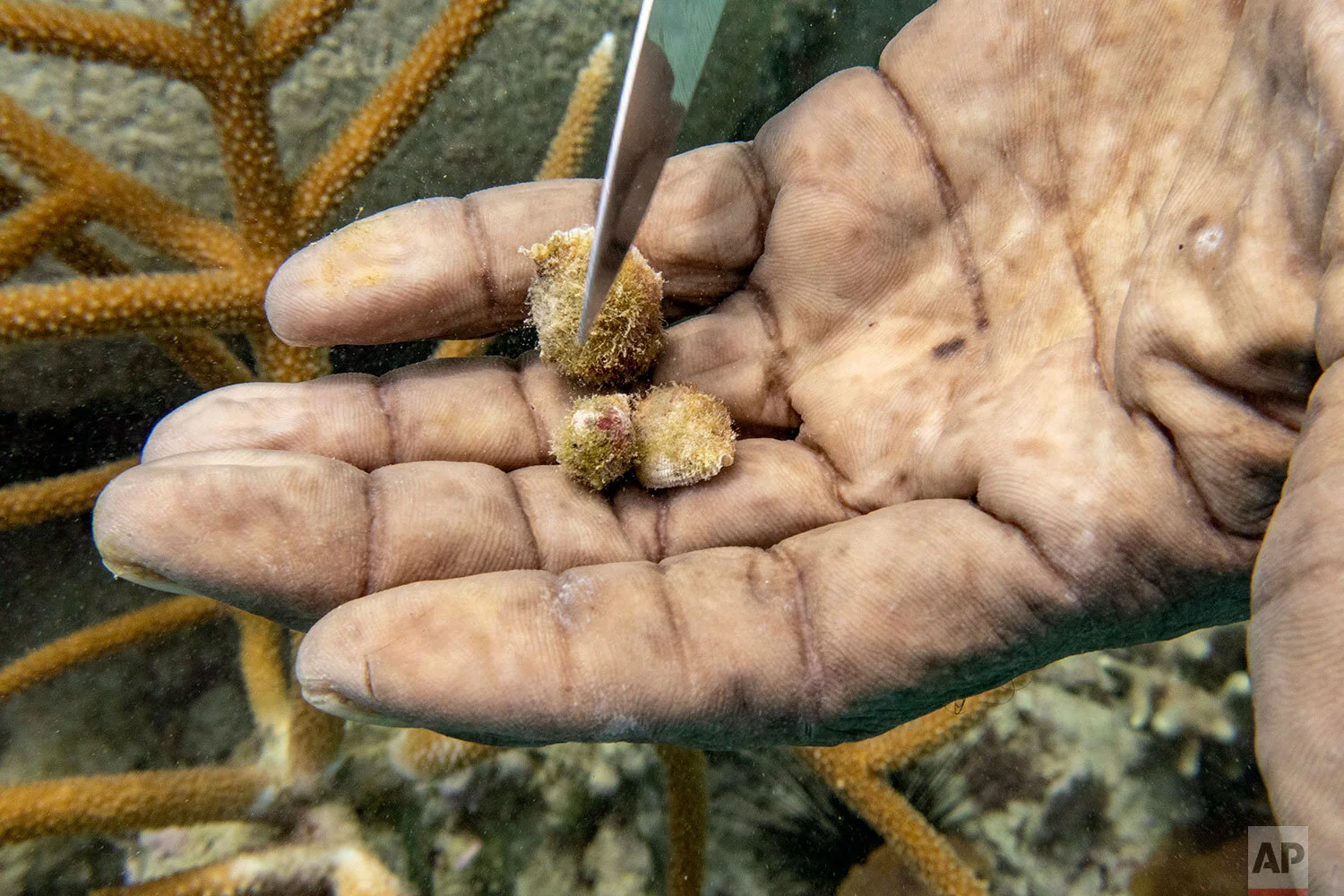 Diver Everton Simpson removes snails from staghorn coral planted inside the White River Fish Sanctuary Monday, Feb. 11, 2019, in Ocho Rios, Jamaica. The years of care that Simpson has devoted to trying to bring back Jamaica's coral reefs are shown by the cuts on his hands as he painstakingly works to transplant the new coral. (AP Photo/David J. Phillip)