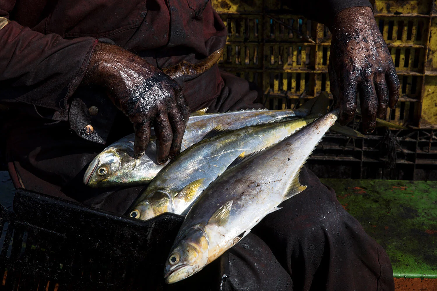 The hands of fisherman Edward Alexander Barrios are covered in oil as he organizes bass, known as "robalo," that he caught in Lake Maracaibo as he returns home by boat in Cabimas, Venezuela, May 17, 2019. (AP Photo/Rodrigo Abd)