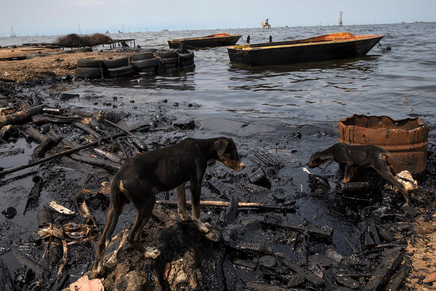 Dogs search for scraps of fish left behind by fishermen on the shore of Lake Maracaibo blacked by oil, near La Salina crude oil shipping terminal in Cabimas, Venezuela, May 24, 2019. (AP Photo/Rodrigo Abd)